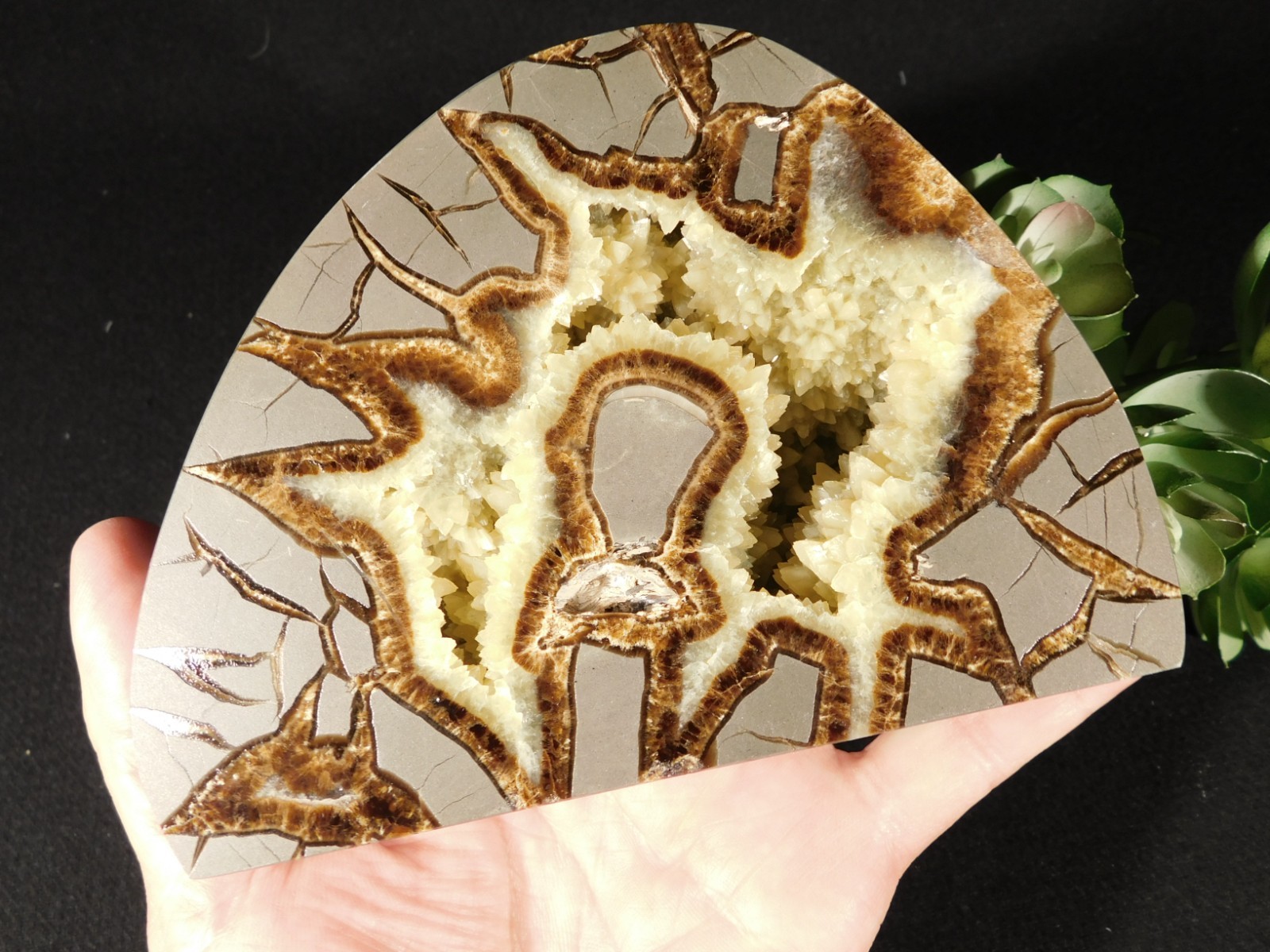 Larger! Polished AAA Crystal Filled Septarian GEODE FREE Standing Utah 852gr
