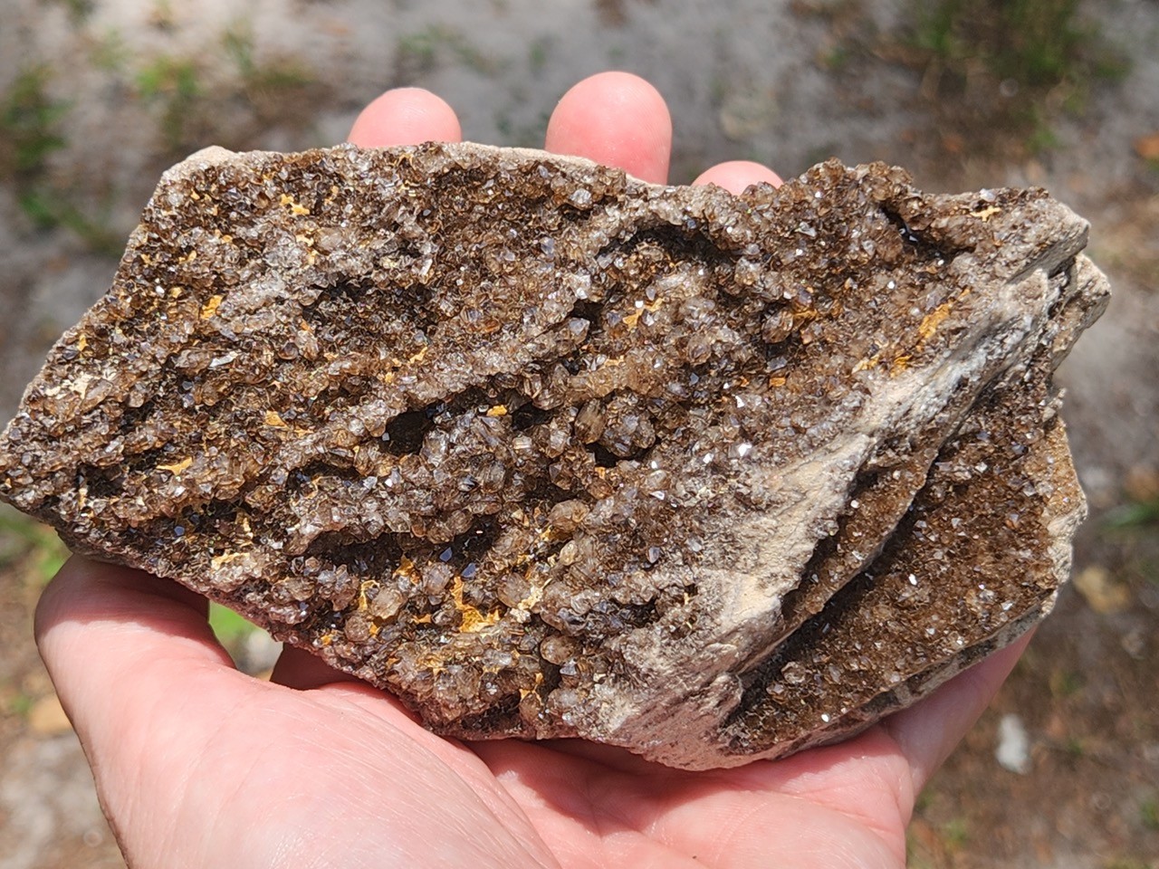 Brilliant Petrified Wood Smoky Crystallized Fossil Quartz Crystal Alabama NICE