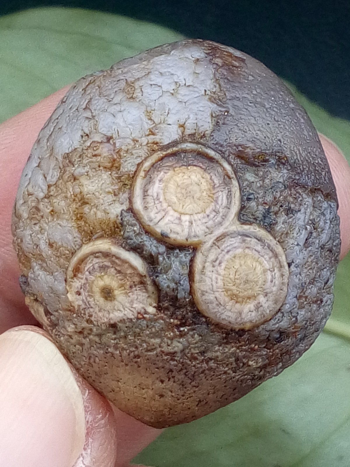 36mm Natural Gobi Agate eye agate stone collection