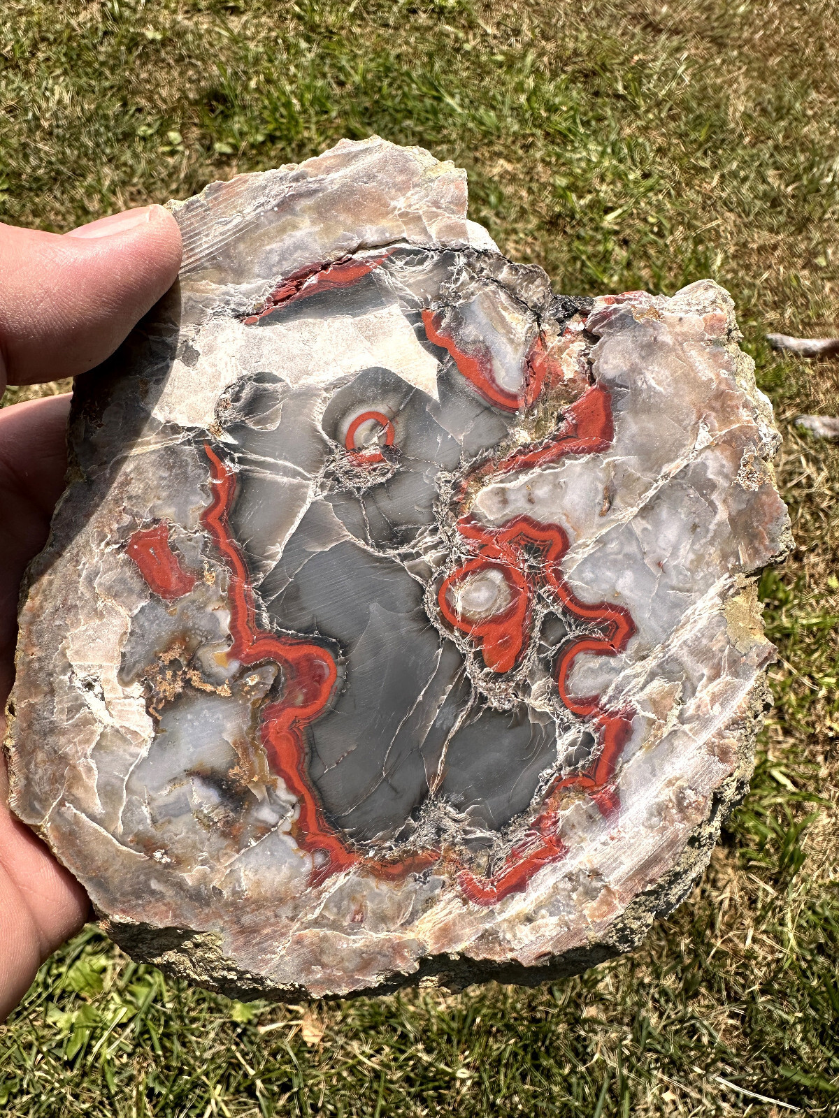 6 1/2 INCHES__Beautiful Imperial Kentucky Agate Slab from Estill County