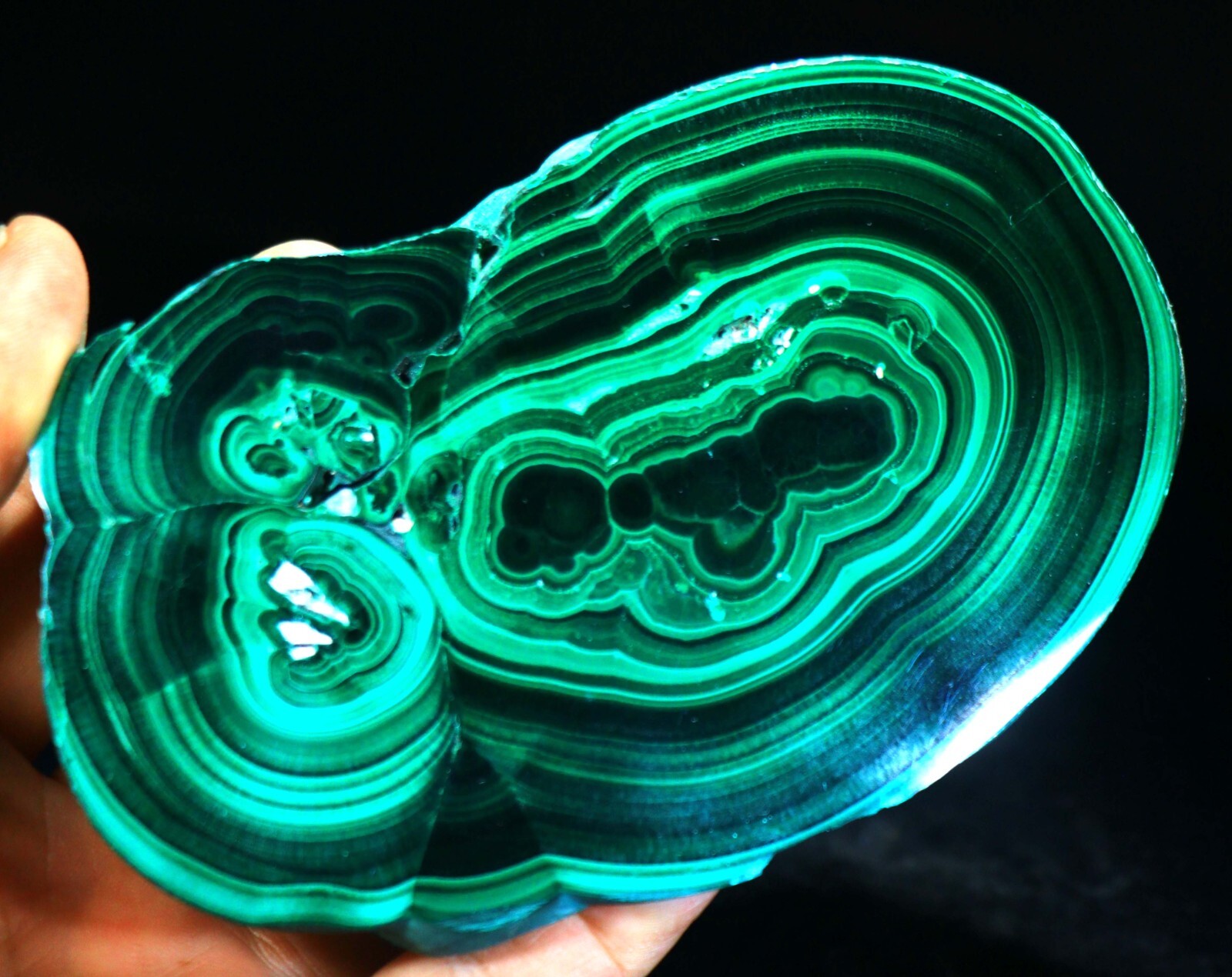 1 lb 12 oz 5.25″ Top Quality Polished Bull’s Eye Malachite Slice, Congo! M716