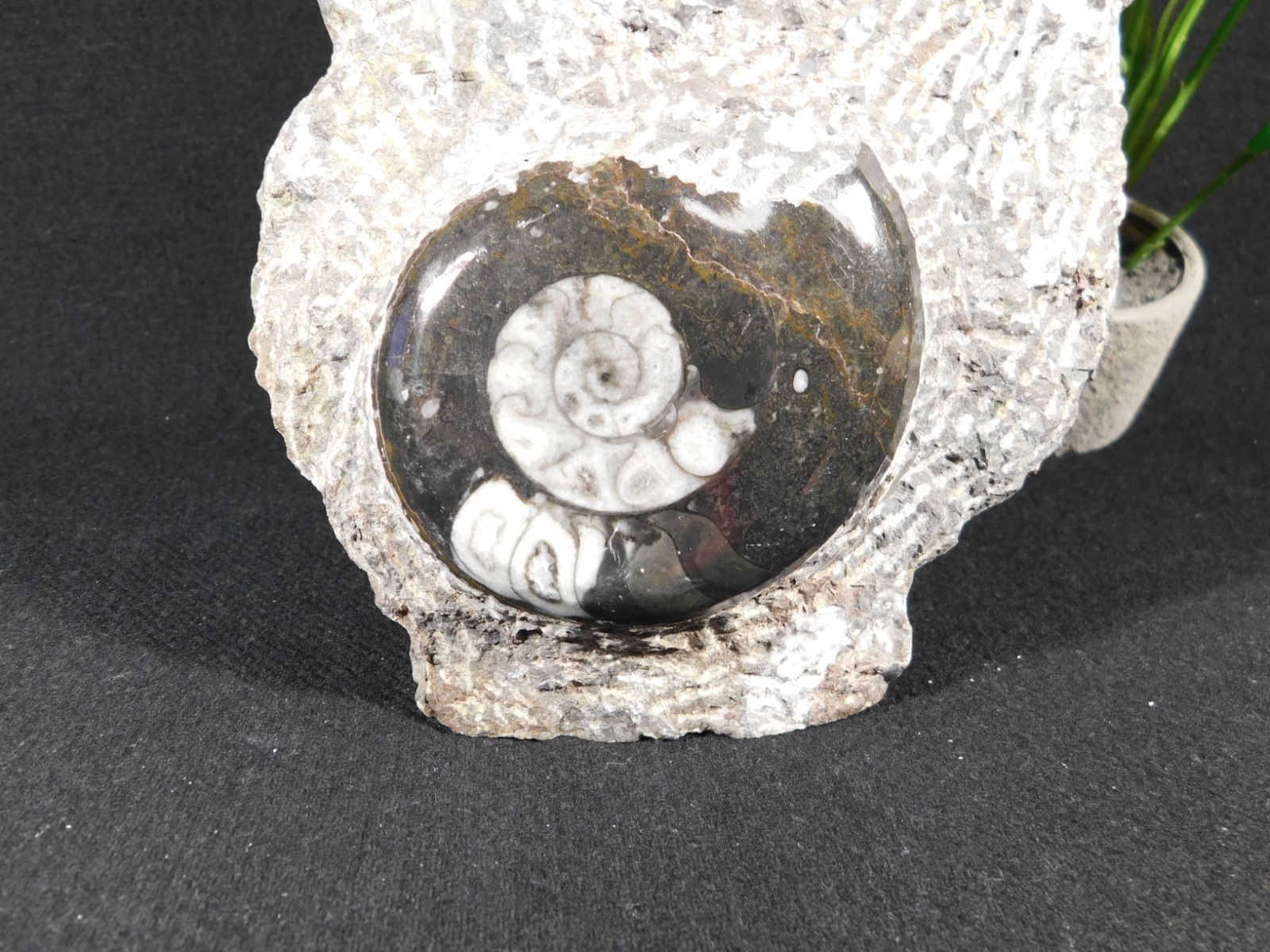 TWO! Polished Goniatite Fossils and an Orthoceras Fossil in Big Matrix 1661gr