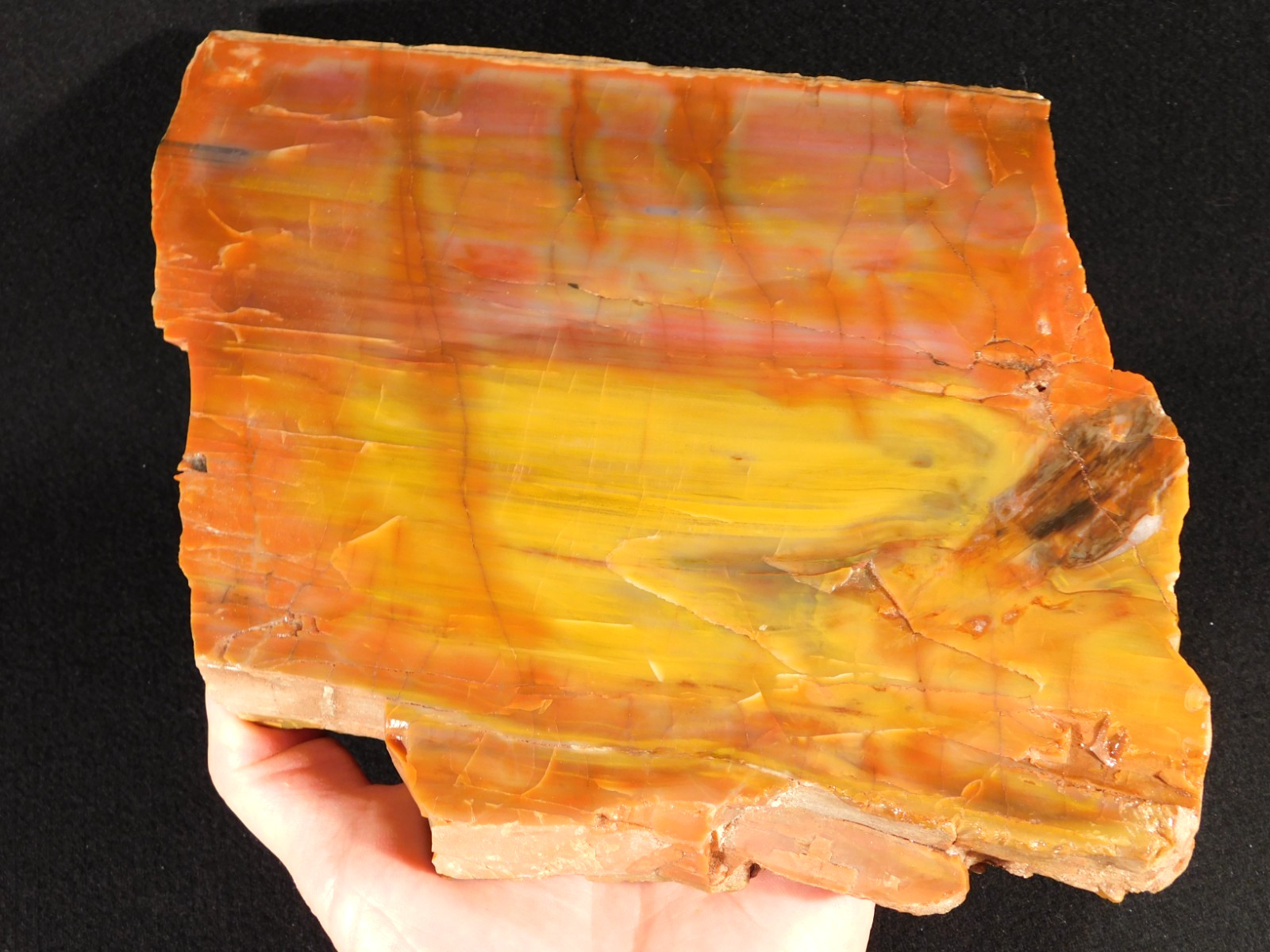 Nice BARK! Big Polished Petrified RAINBOW WOOD Fossil Arizona 2595gr