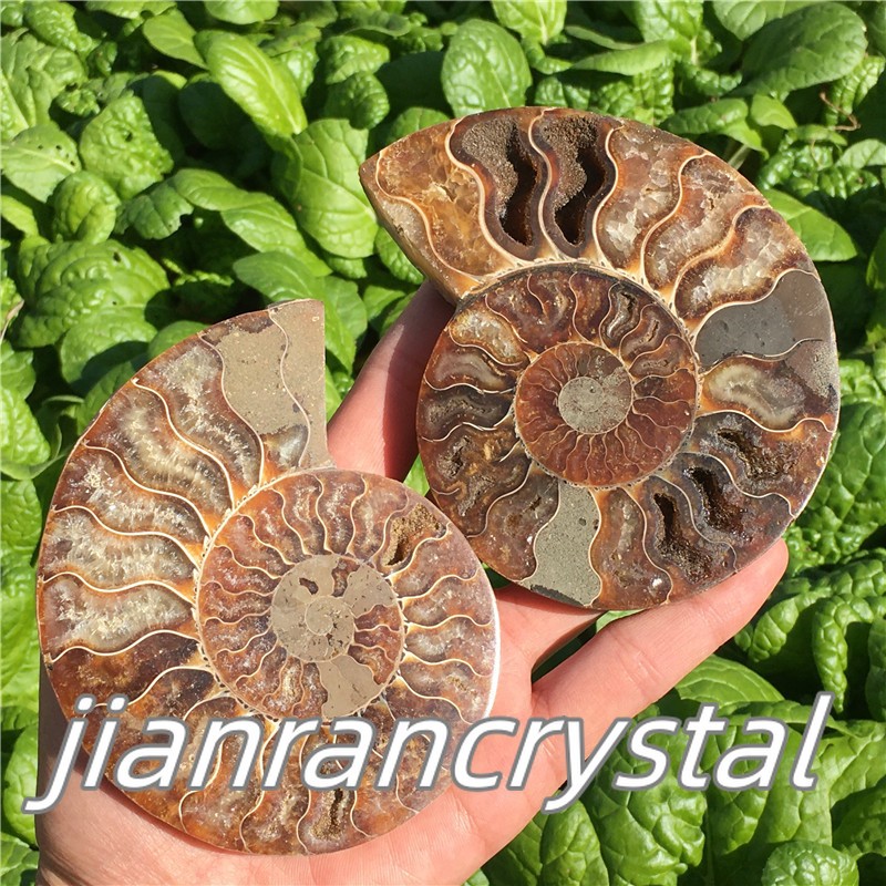 Natural ammonite fossil conch Crystal specimen healing+stand 1PC 200g+