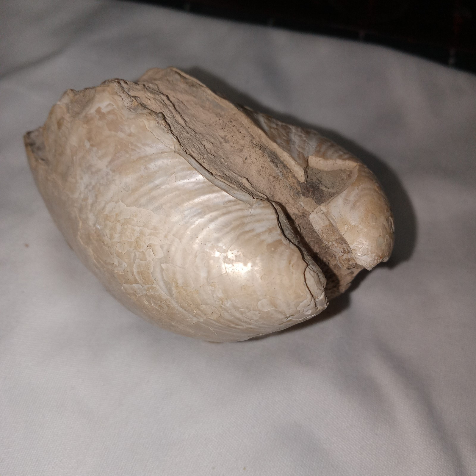 South Dakota Clam (Inoceramus) Fossil. 7.7oz. 3″×2″×1-7/8″