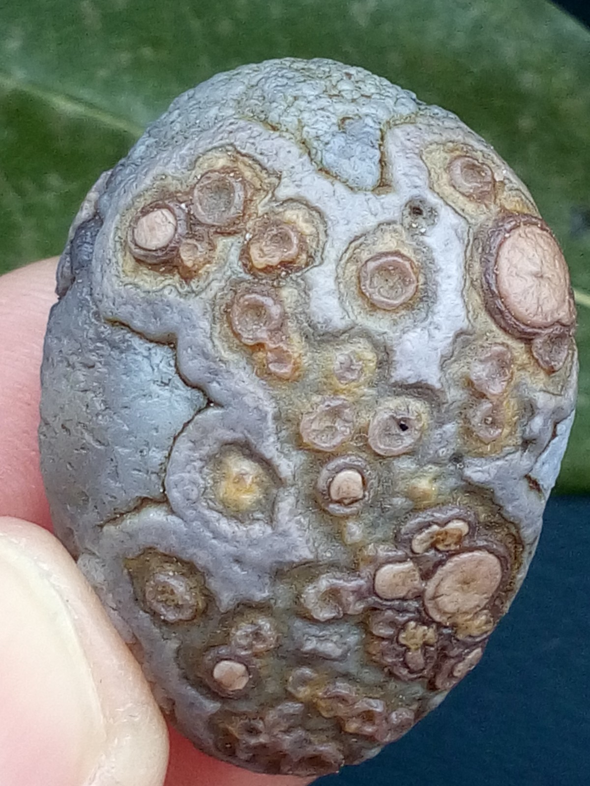 12g/36mm Natural GoBi Agate eye agate/stone cute collection