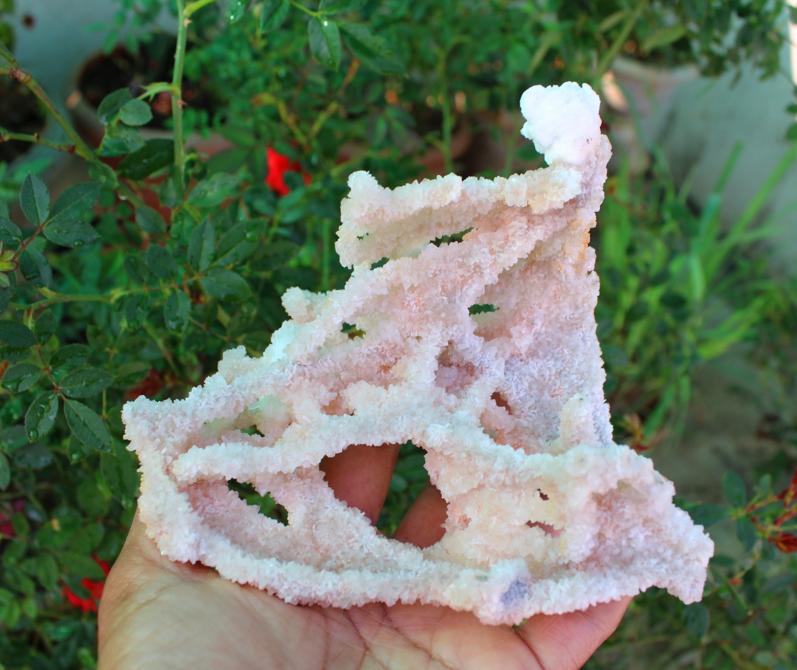 Apophyllite Crystals With Chalcedony Coral Minerals Specimen #A9