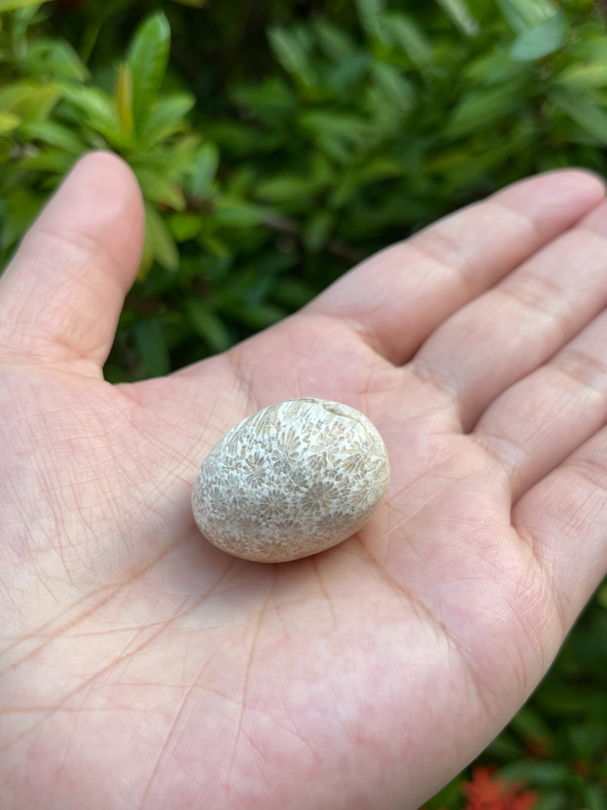 Grade A++ Fossil Coral Tumbled Stone, 0.75-1.25″ Tumbled Fossil Coral, Bulk Lot