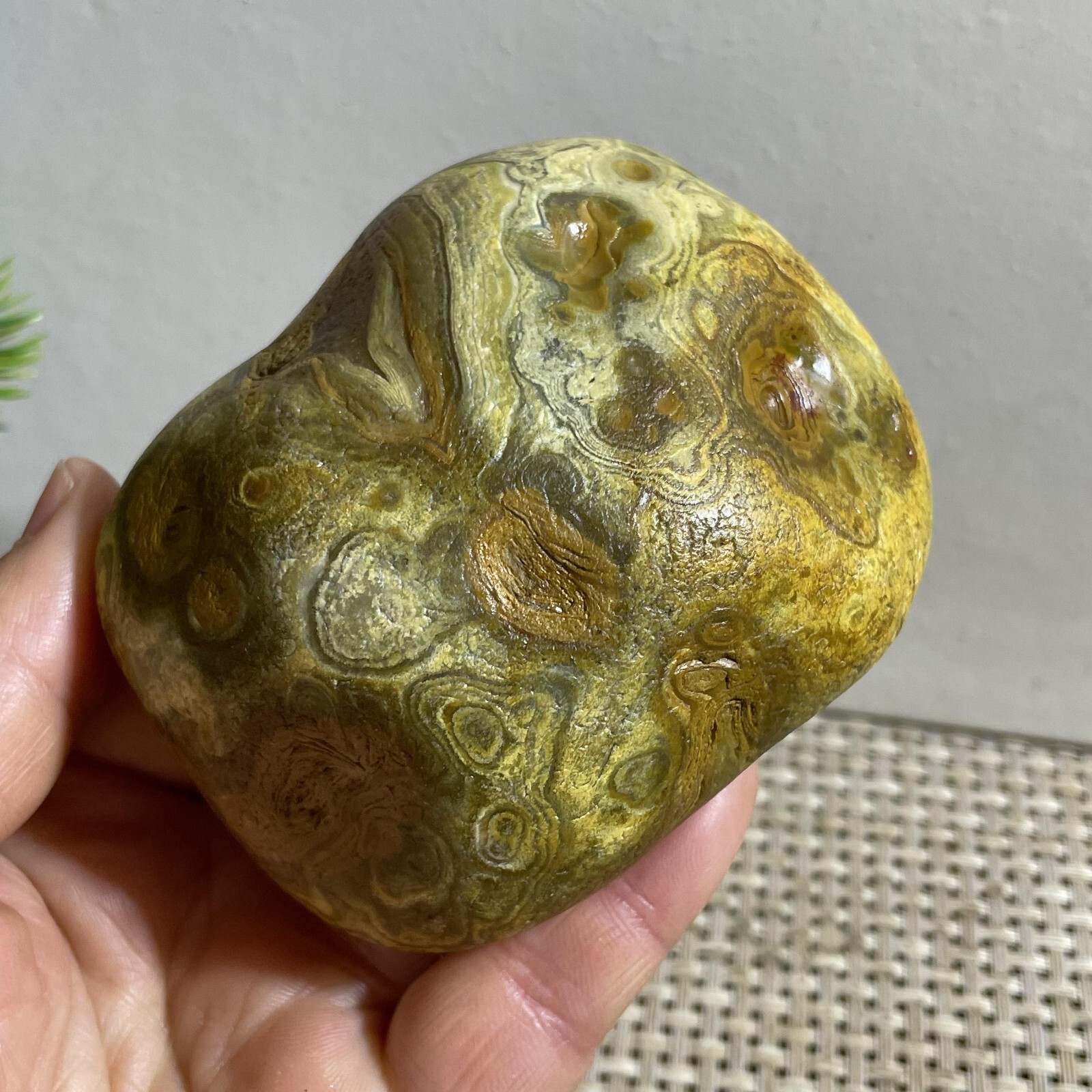352g Bonsai Suiseki- Gobi Agate Eyes Stone-Rare Stunning Viewing