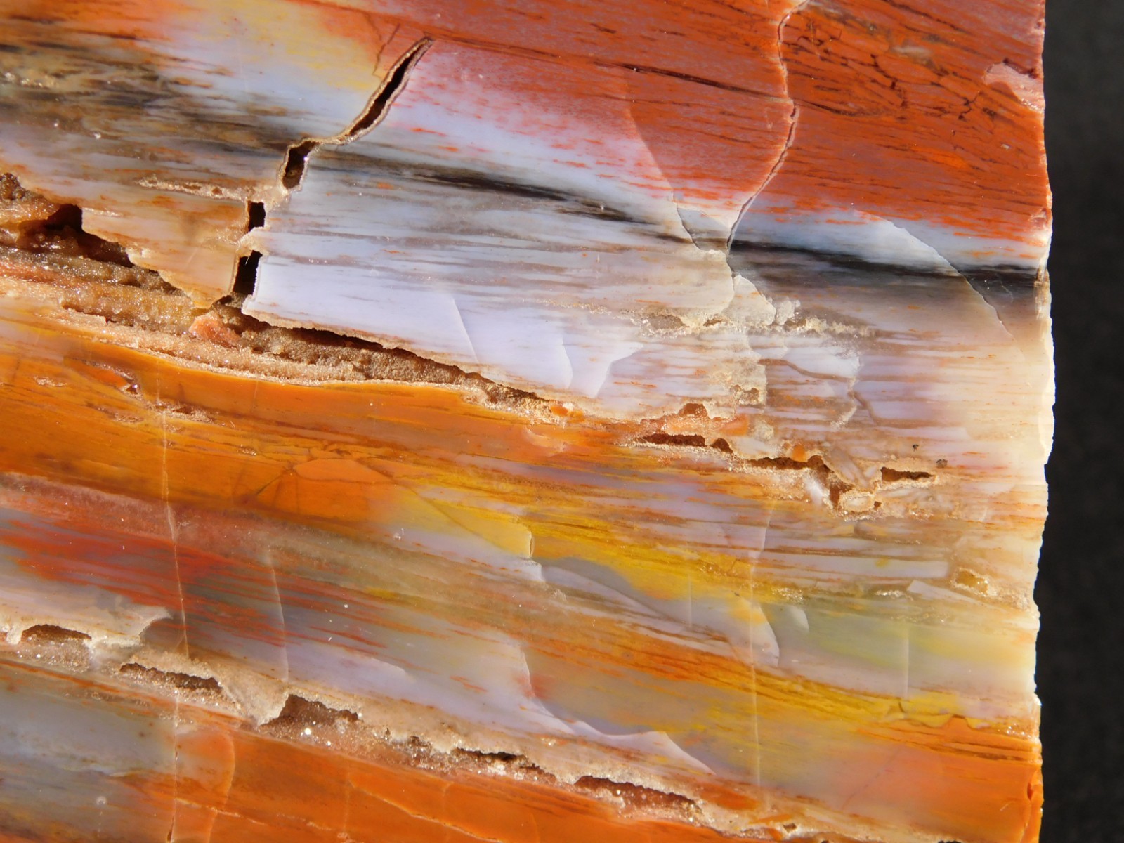 Big Free Standing Polished Deep RED Petrified RAINBOW WOOD Fossil Arizona 1791gr