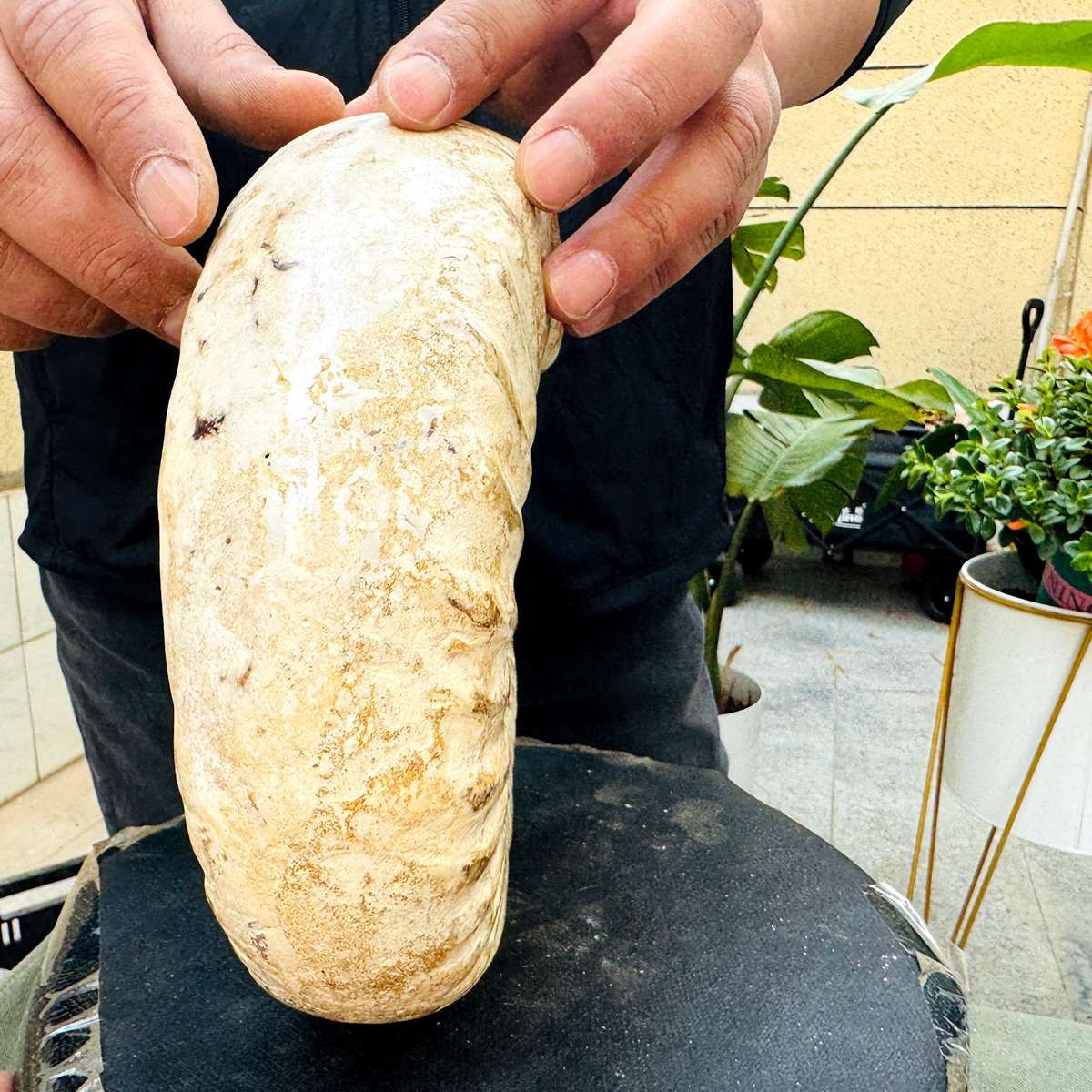 5.25LB Rare Large Natural Polished Natural Conch Fossil Specimens of Madagascar