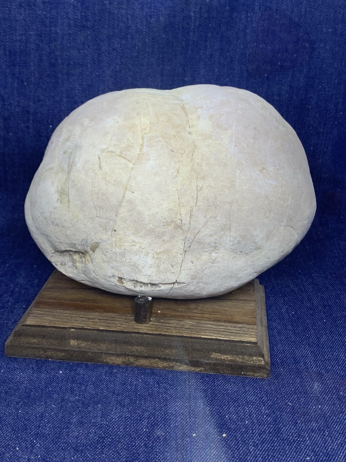 Septarian Nodule Dragon Stone Hollow Half ( Utah) Description Card, And Stand
