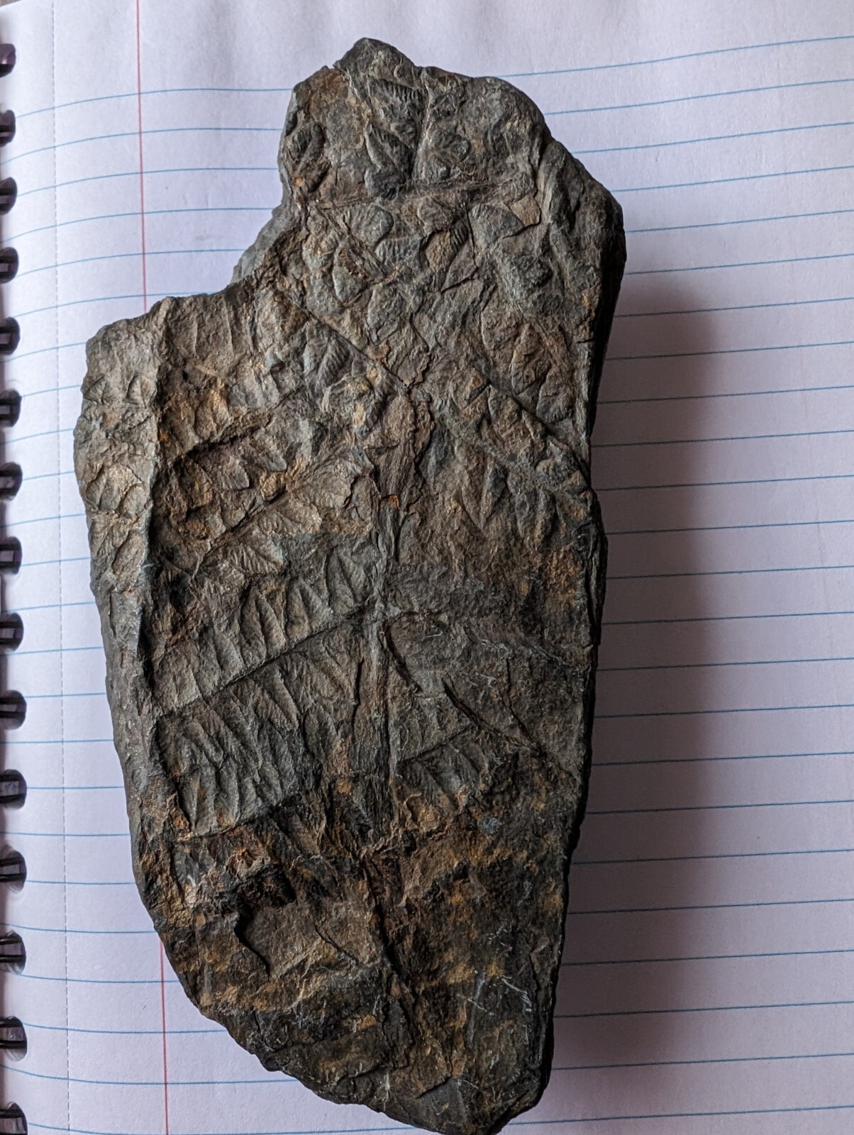 Fossil- Pecopteris Fern Fossil From Pennsylvanian Age Approx 300 Million Yrs Old