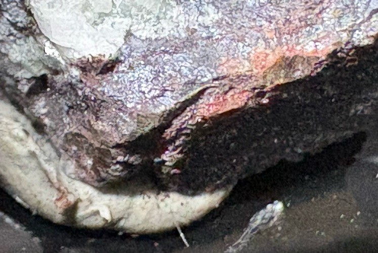 PROUSTITE * DARK RED CRYSTALS ON MATRIX * RARE !!! Jachymov, CZECH REPUBLIC