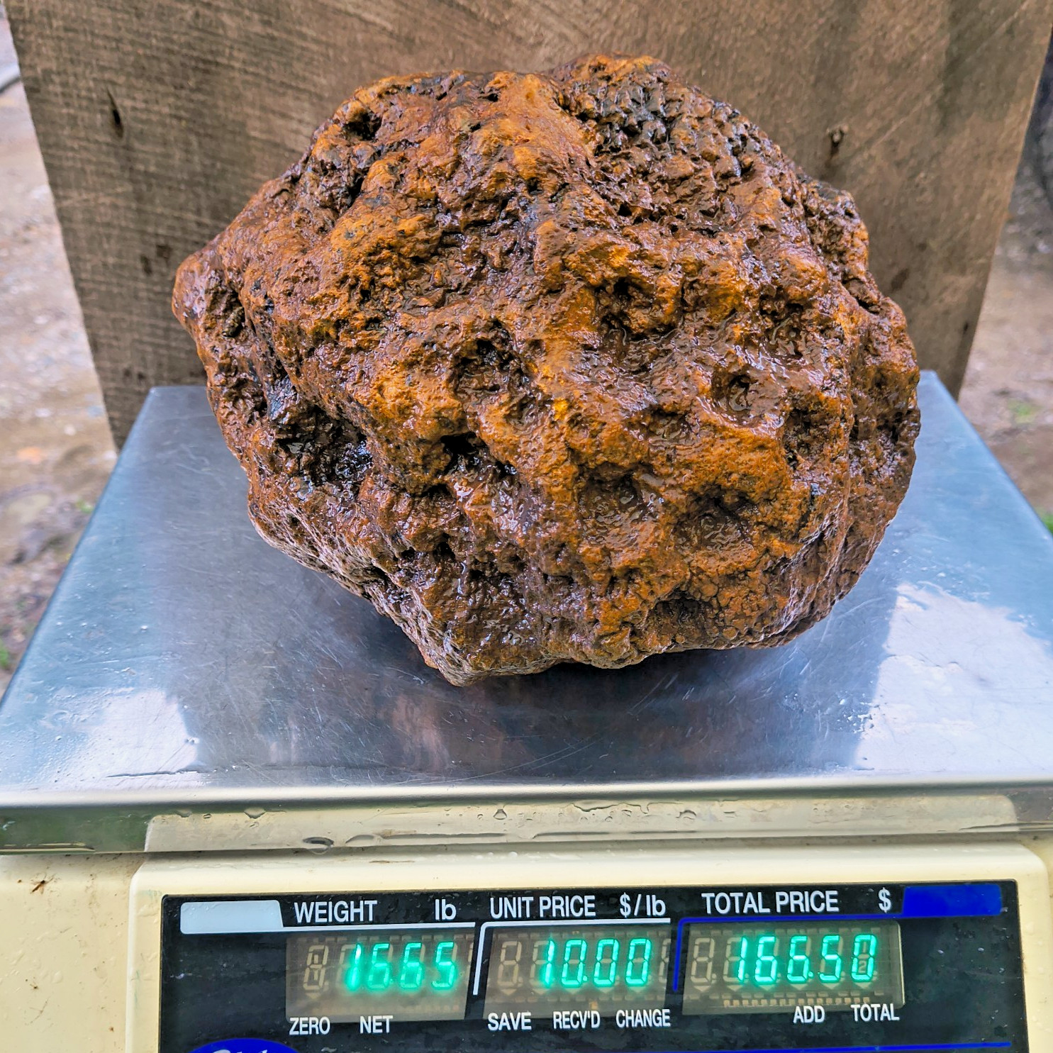 HUGE 16.67 LB Kentucky Geode 24″ Circumference Uncracked Potential Hollow Rock