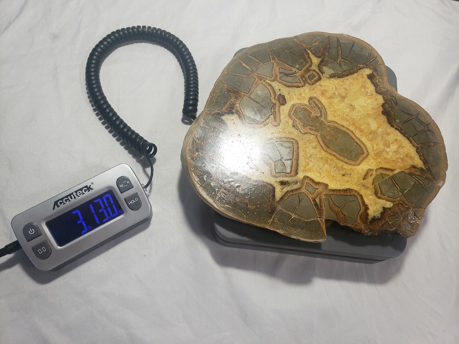 Large Septarian Nodule Specimen from Utah 10″x9″ 3 pounds 13 ounces (1708g)