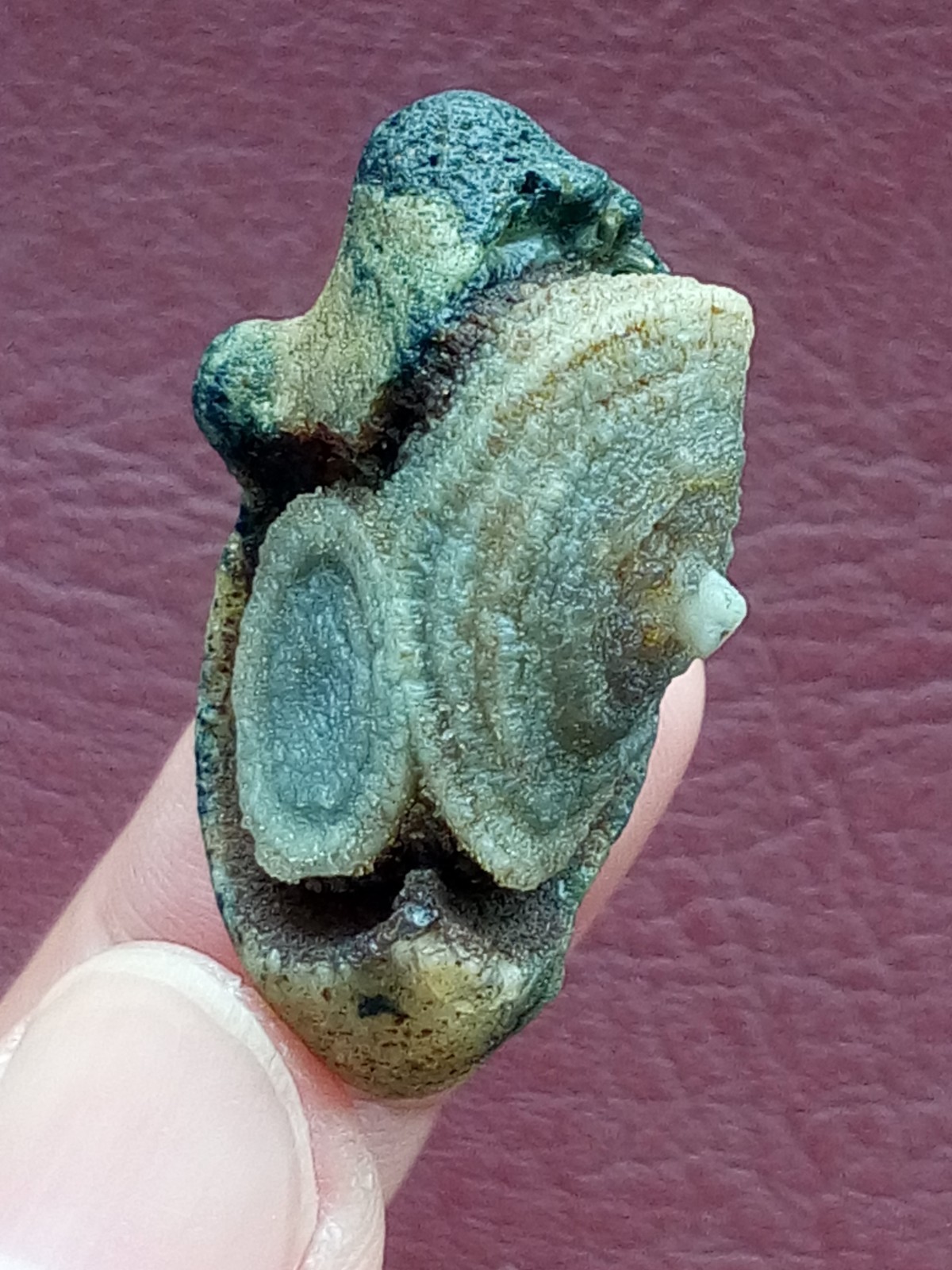 36mm Natural Gobi agate eye agate stone cute collection