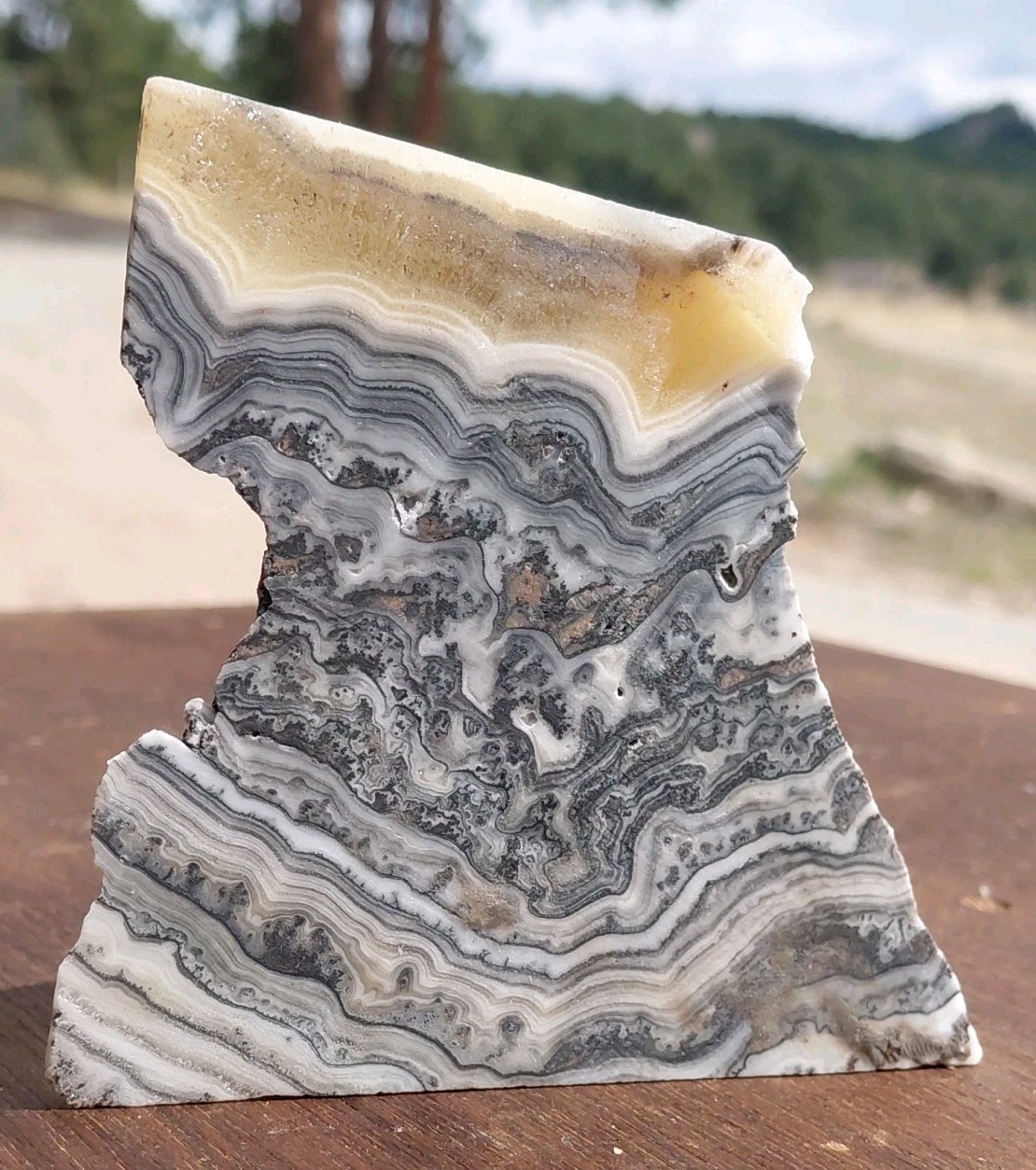 Zebra Calcite Self-Standing Display Band Dendrite 3 3/4×4×1 1/4UVReactive 1/2 Lb