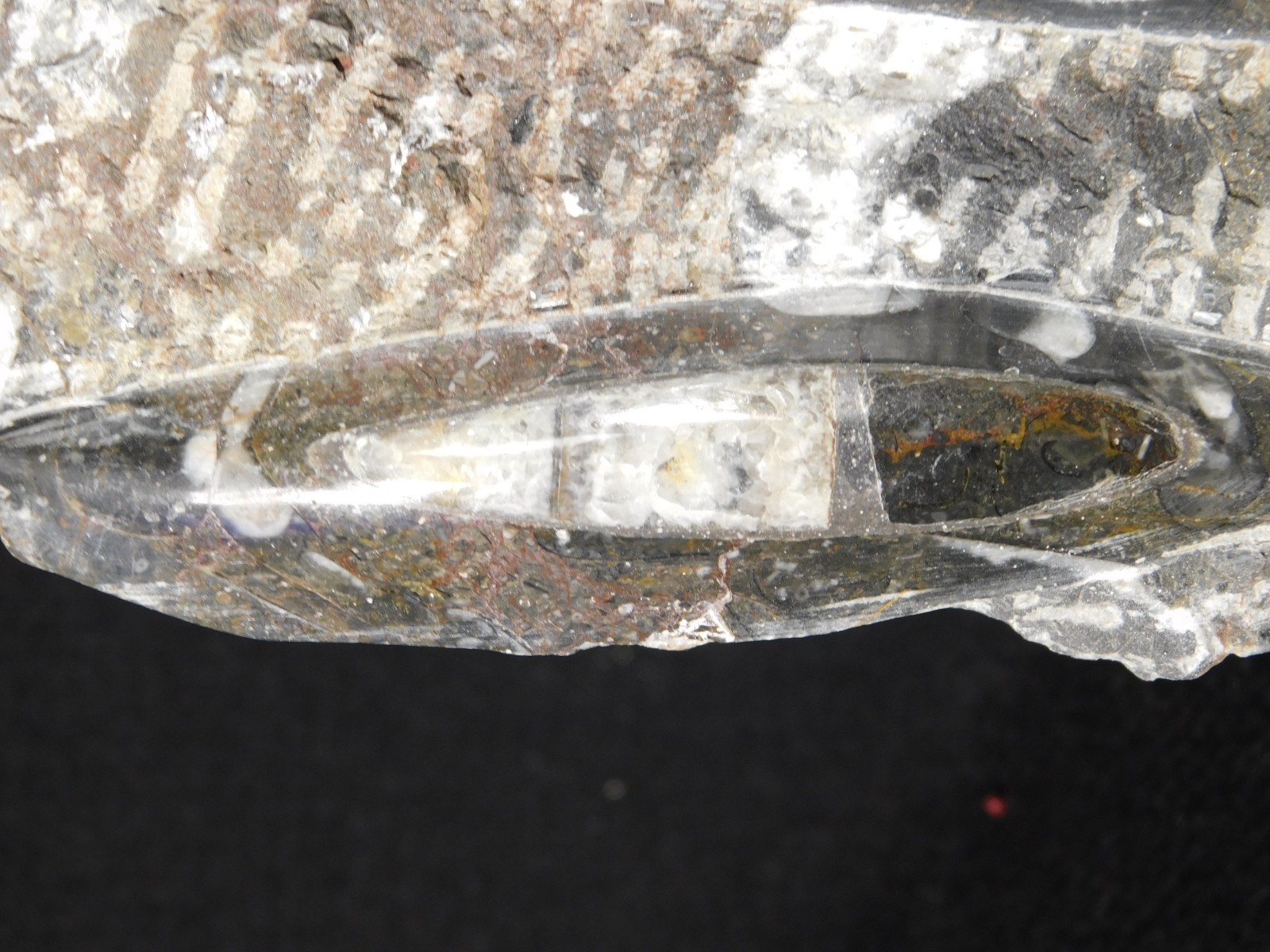 TWO! FREE Standing Polished Goniatites and TWO Orthoceras Fossils Morocco 1121gr