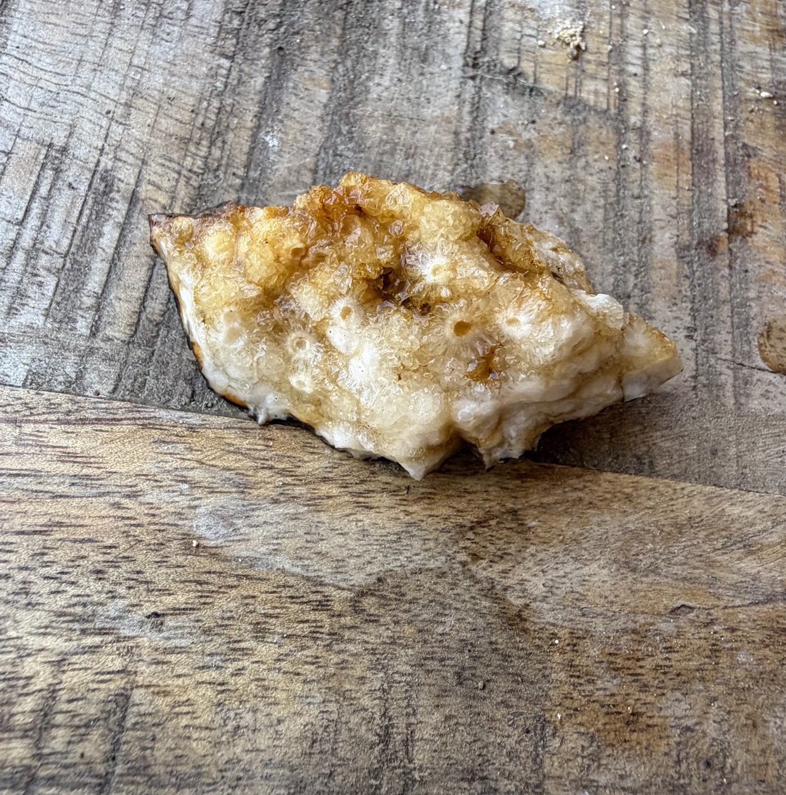 Kentucky Fossil Coral in Chalcedony/Quartz Natural Specimen – Raw Unpolished