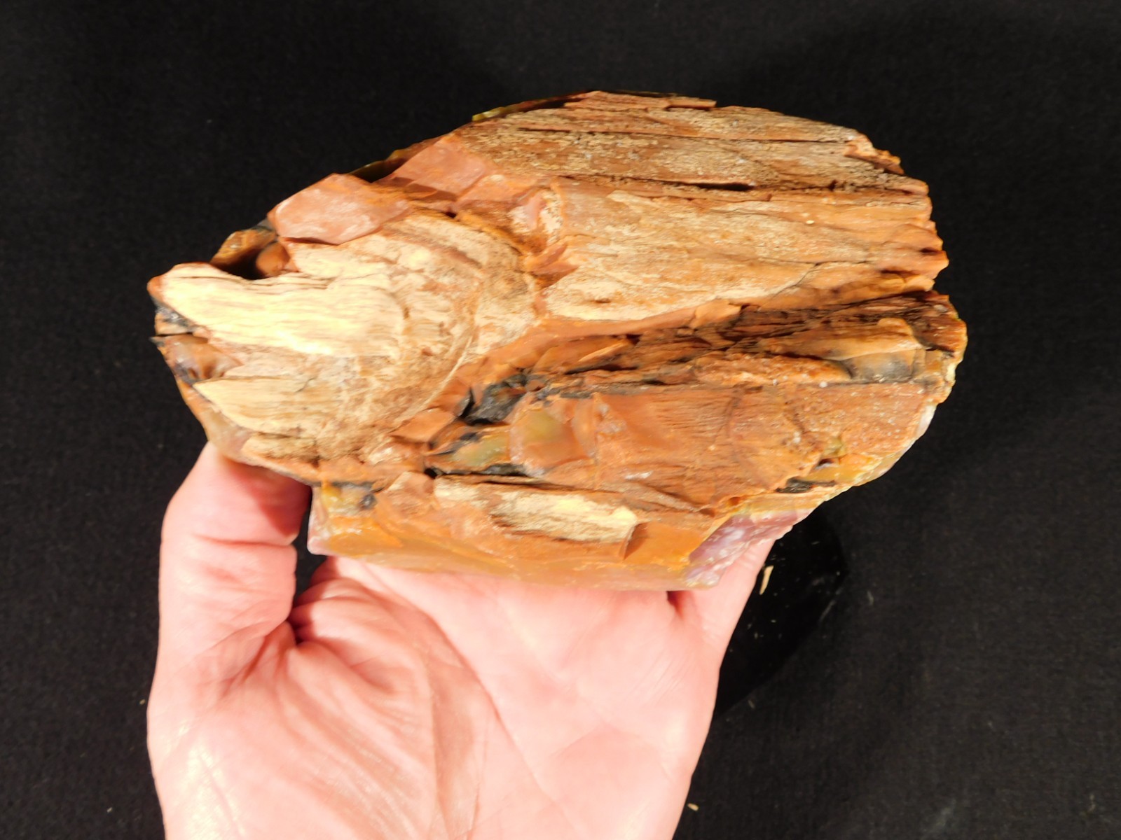 Larger! Red Purple Yellow Polished Petrified RAINBOW WOOD Fossil Arizona 959gr