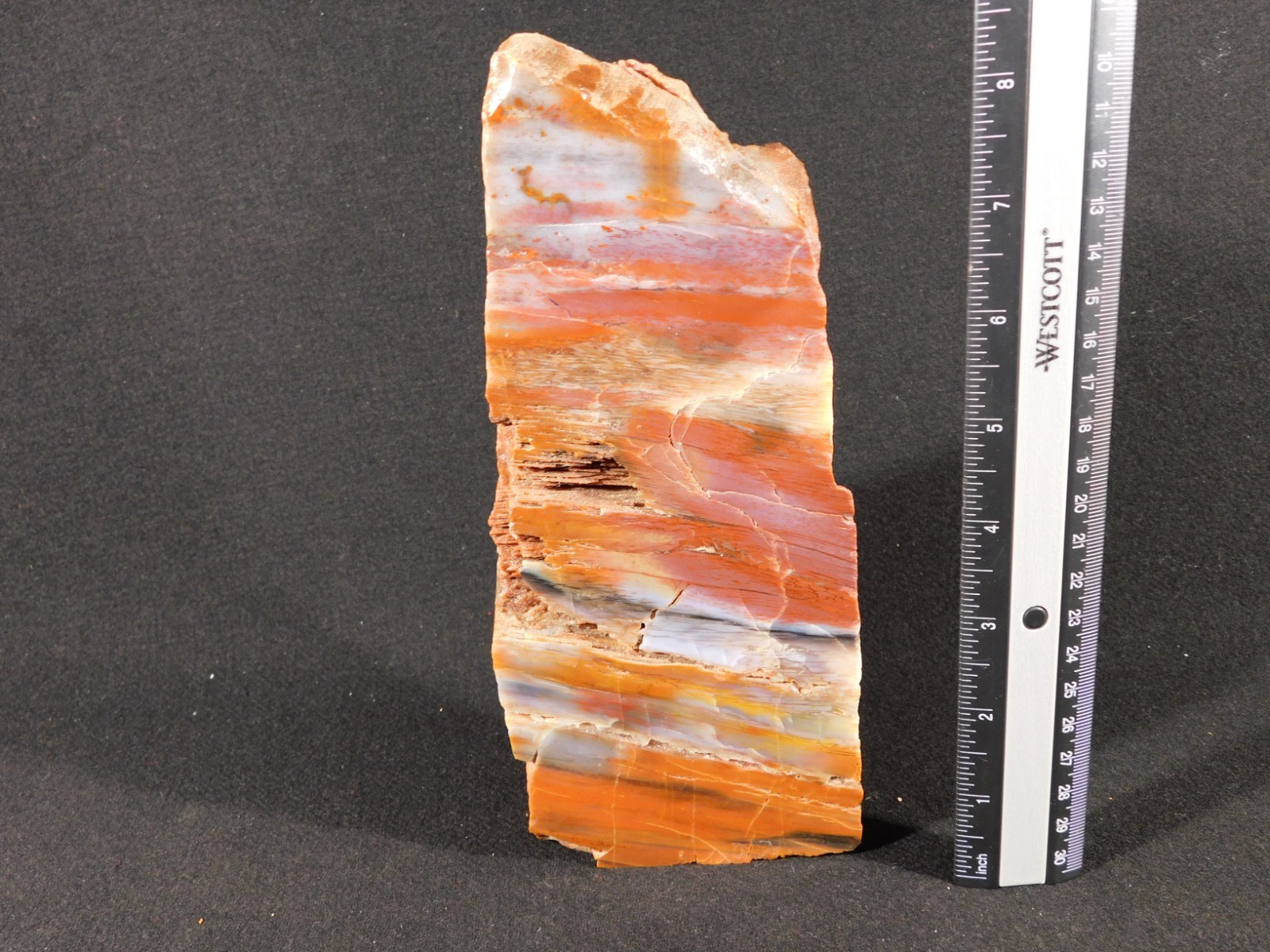 Big Free Standing Polished Deep RED Petrified RAINBOW WOOD Fossil Arizona 1791gr
