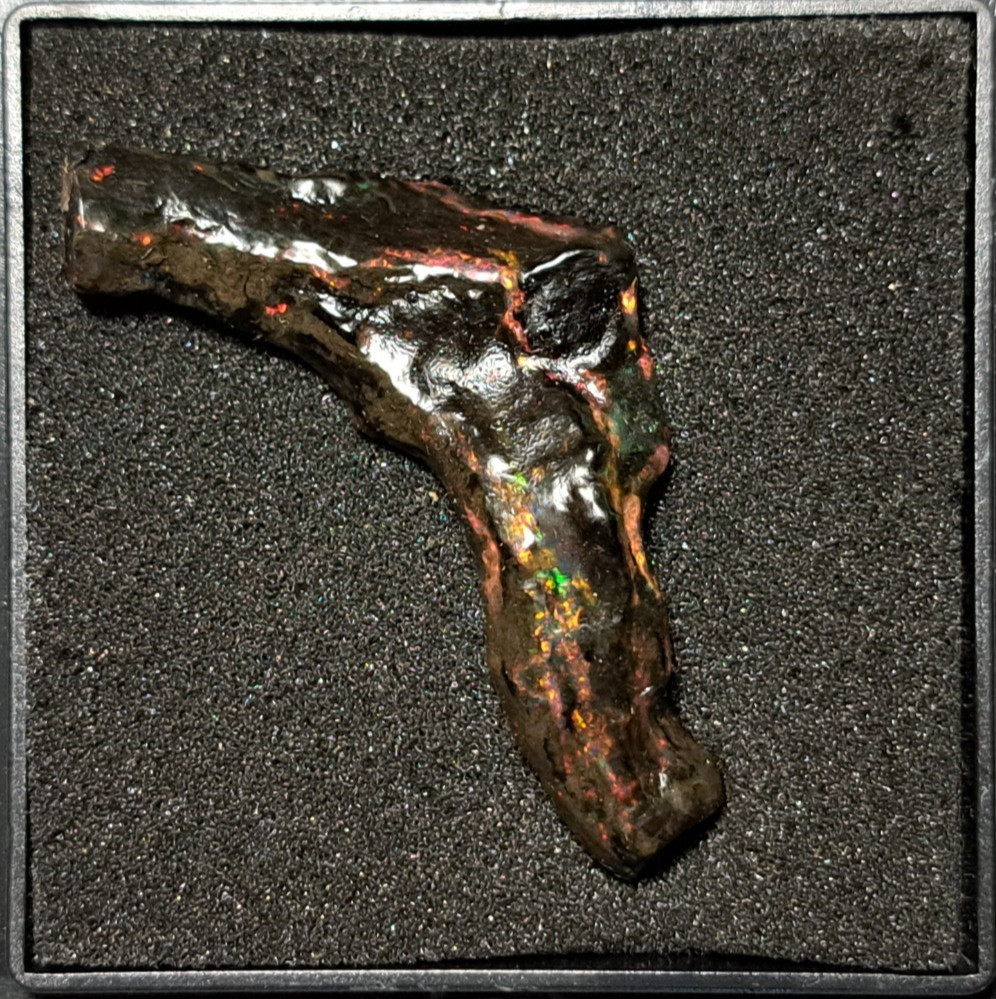 Huge Multicolor 38.52ct Indonesian Wood Opal Fossil Red, Green, & Yellow Flashes