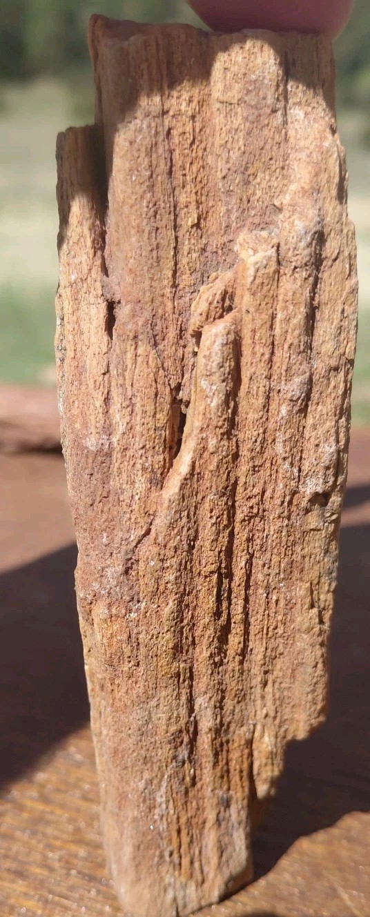 Petrified Wood Fossilized Twisted Branch Bark Druzy Quartz 1/4Lb – 4 1/2″×1 1/4″