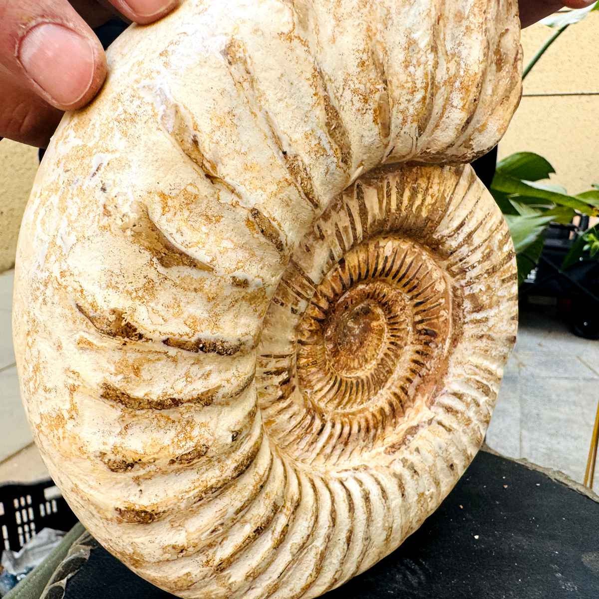 5.25LB Rare Large Natural Polished Natural Conch Fossil Specimens of Madagascar