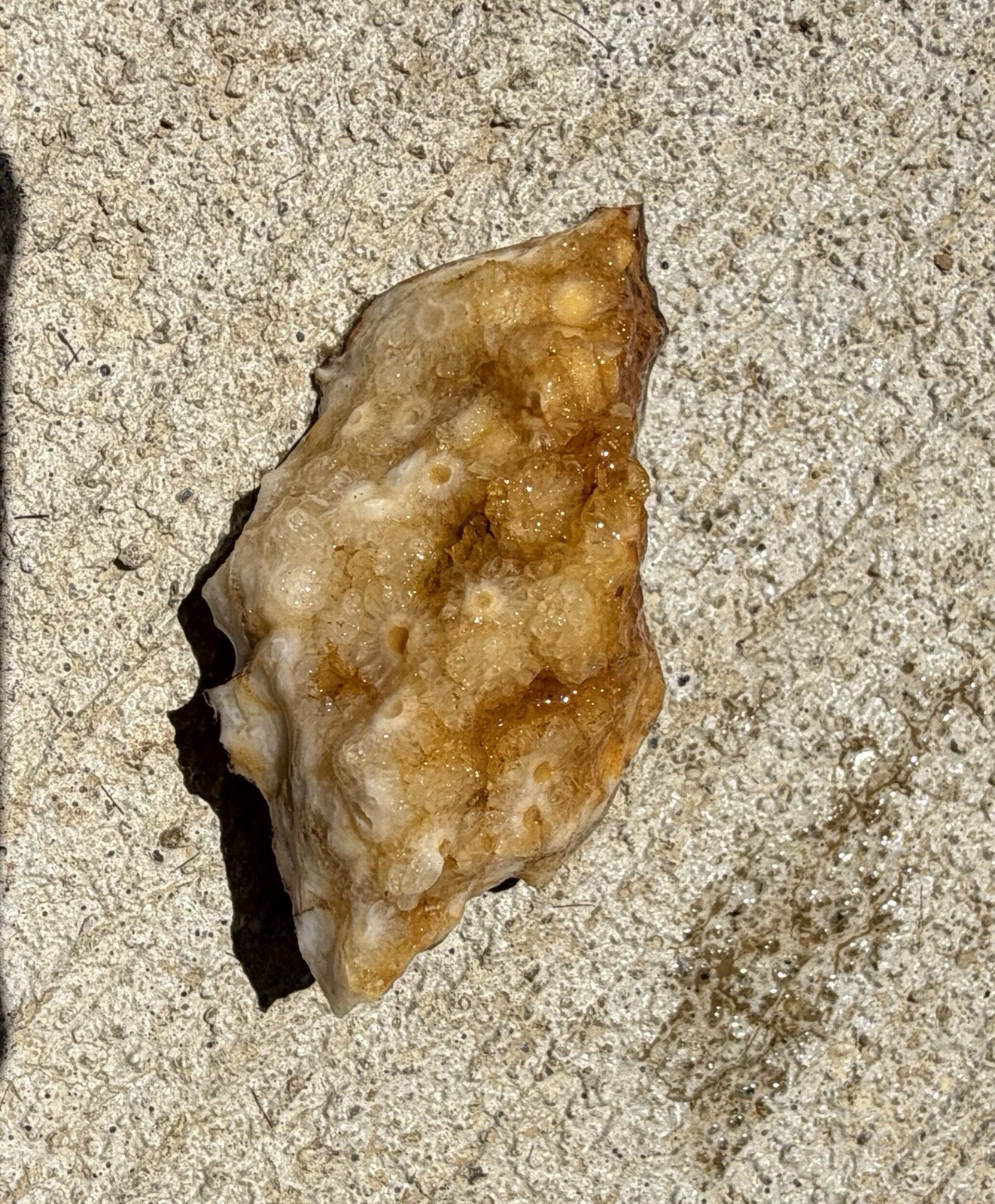 Kentucky Fossil Coral in Chalcedony/Quartz Natural Specimen – Raw Unpolished