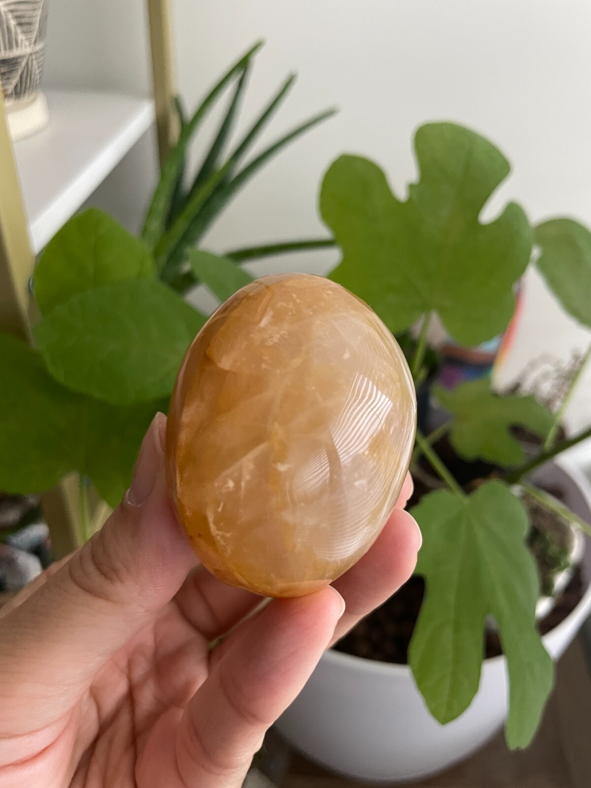 Polished Golden Healer Palm / Palmstone, Medium, approx. 2″H, 108 grams