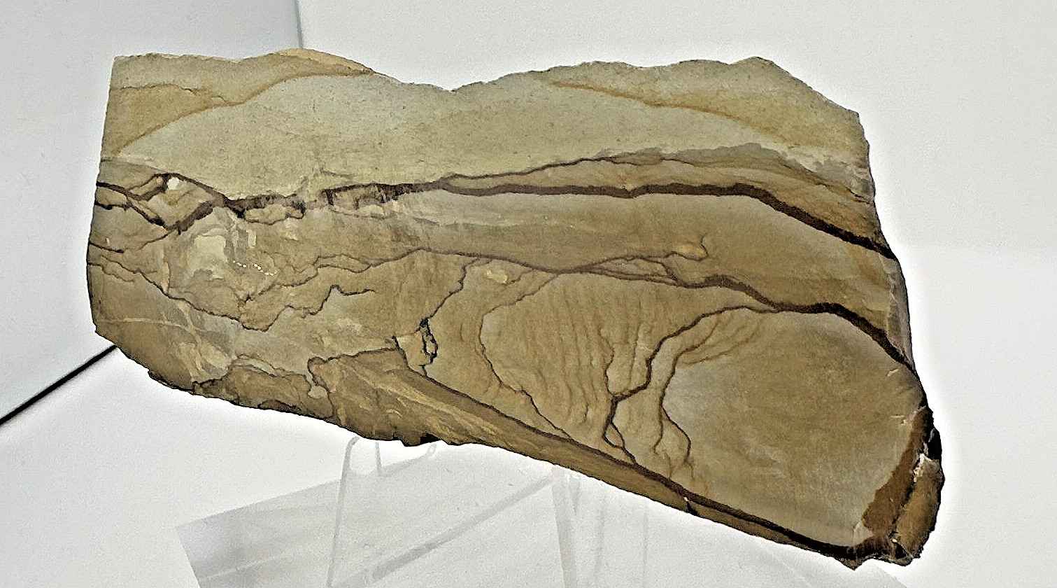 3) Rare Polished Ohwlee Picture Jasper Slab 4.75″ Display Specimen 2.25 oz
