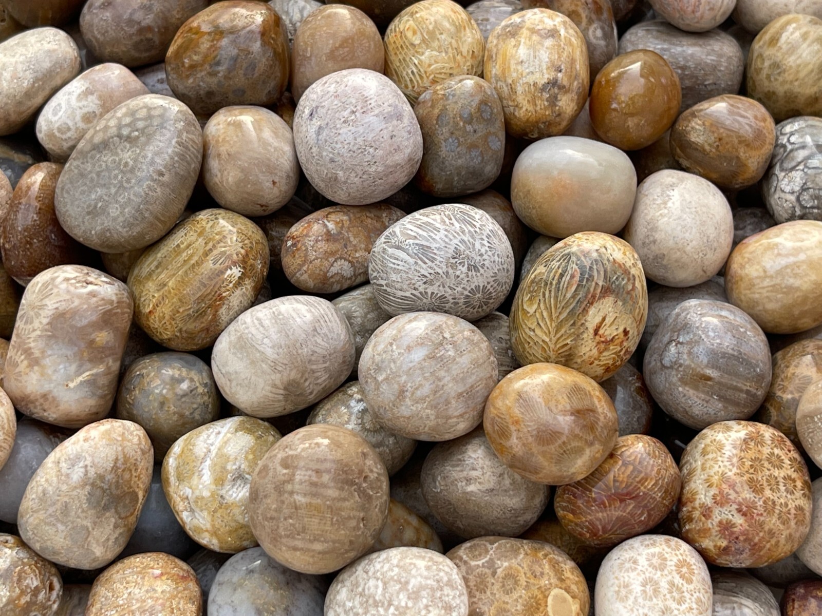 Grade A++ Fossil Coral Tumbled Stone, 0.75-1.25″ Tumbled Fossil Coral, Bulk Lot