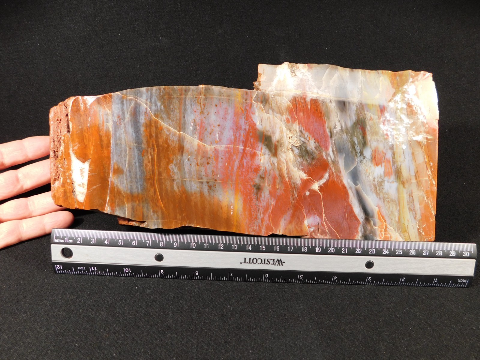 Nice BARK! BIG Polished Petrified RAINBOW WOOD Fossil Arizona 2313gr