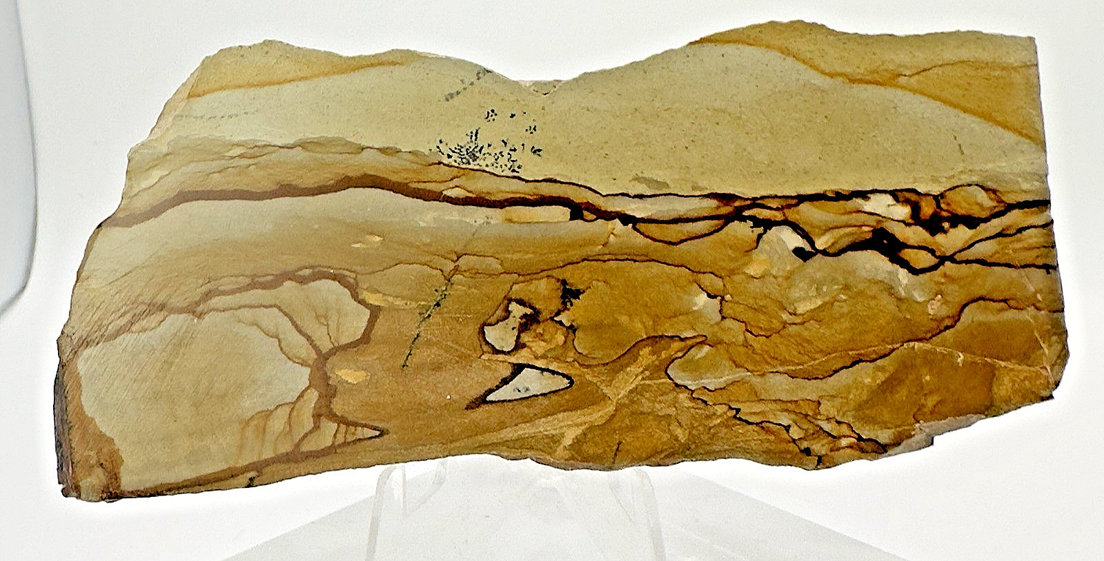 3) Rare Polished Ohwlee Picture Jasper Slab 4.75″ Display Specimen 2.25 oz