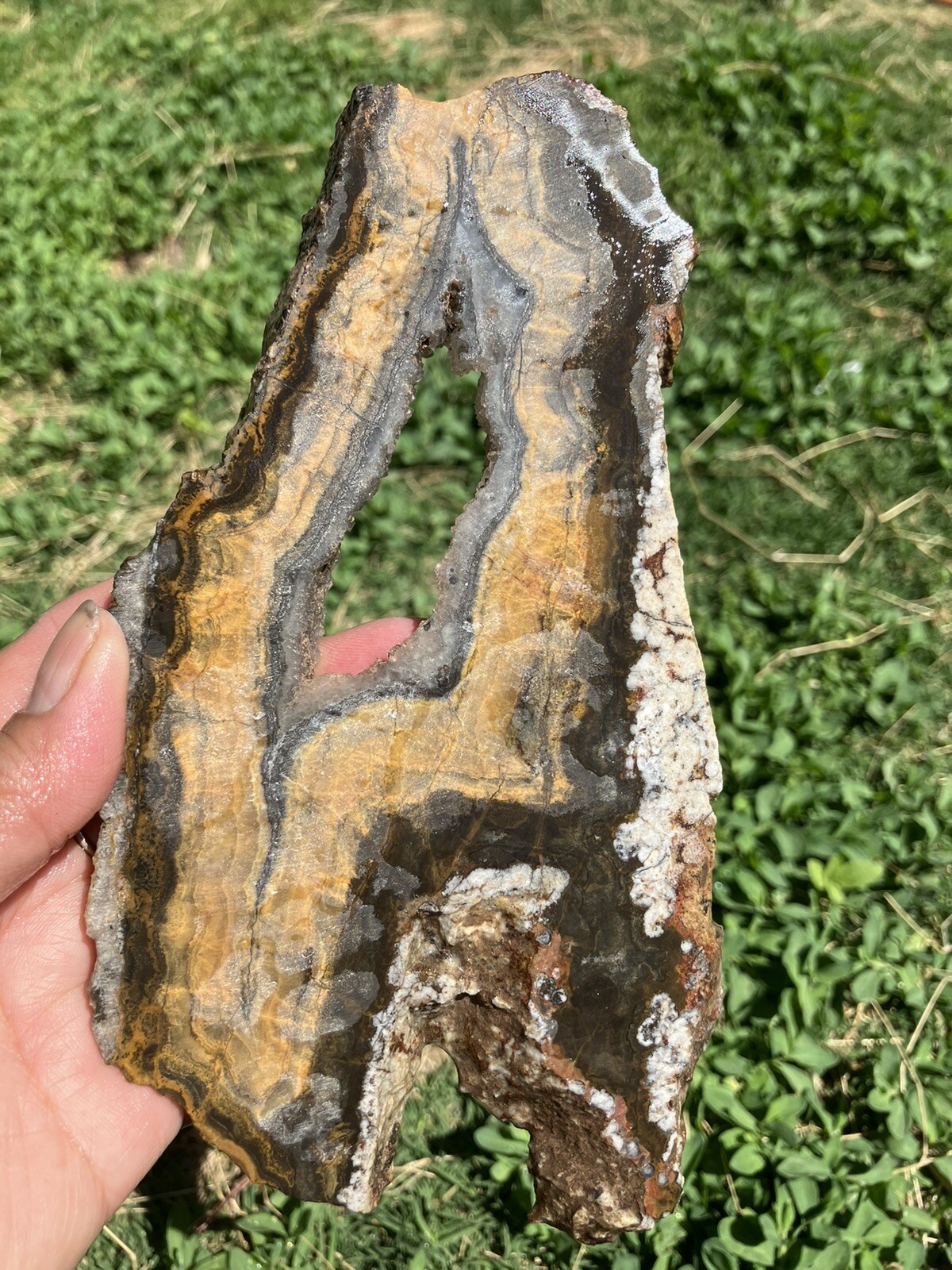 Black And Gold Agate Slab (New Mexico)