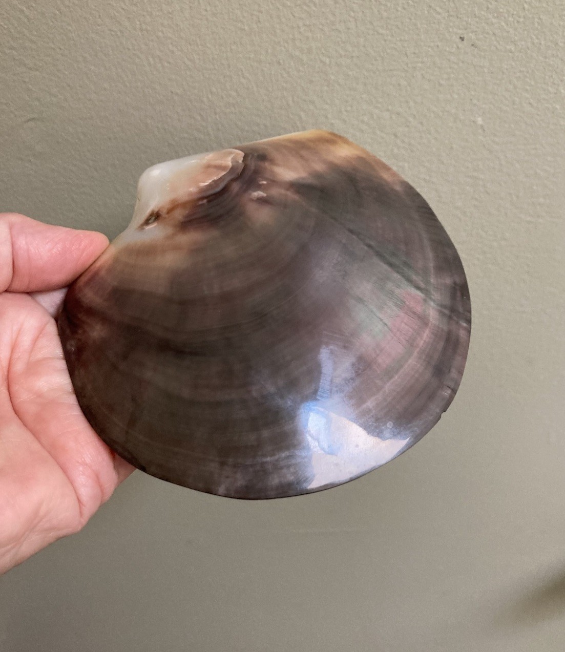 Rare Pinctafe Margaritifera , Pearl Shell, Black Lipped Pearl, 5.25” X 5”, 75 G