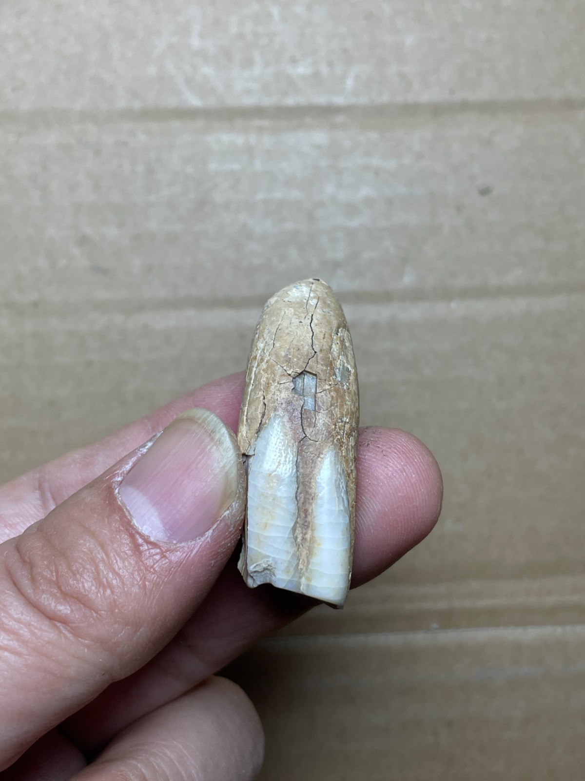 5 pieces Beautiful Ice Age tooth collection