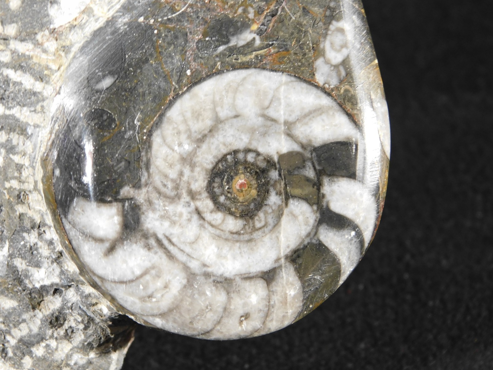 TWO! FREE Standing Polished Goniatites and TWO Orthoceras Fossils Morocco 1121gr