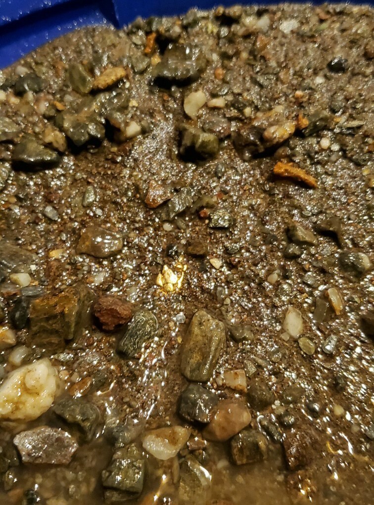 1 GRAM BONUS NUGGETS California Gold Panning Paydirt Trommel Concentrates