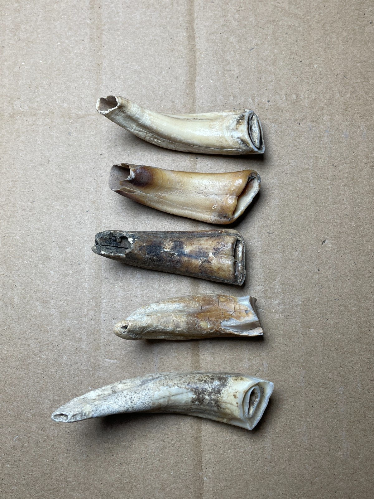 5 pieces Beautiful Ice Age tooth collection