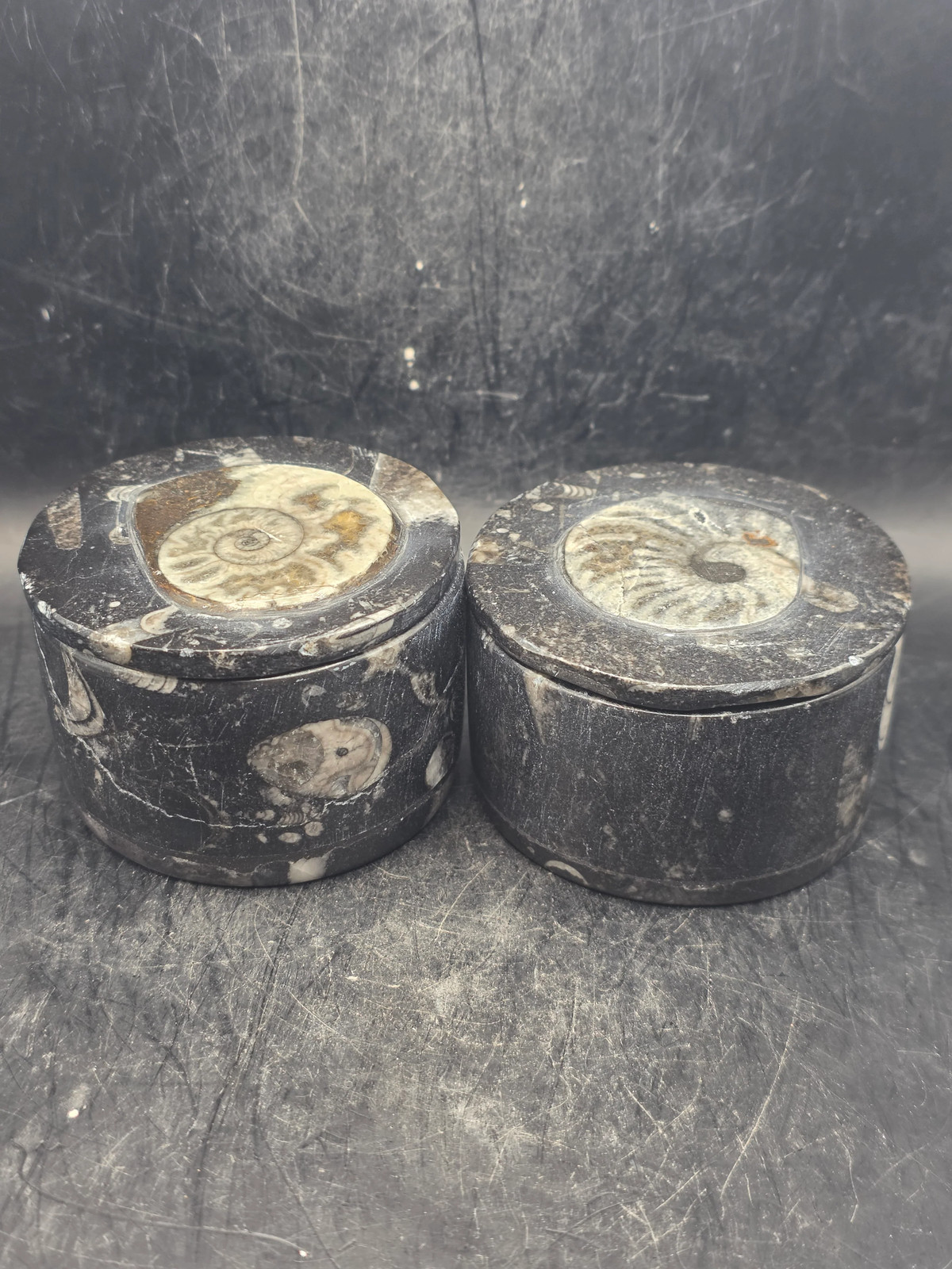 Medium round fossil box! 2.5 inches, 8.3 ounces!