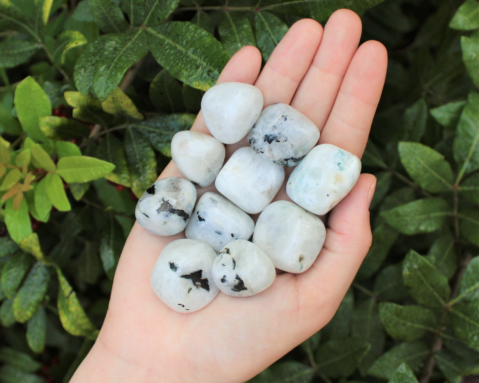 Rainbow Moonstone 5 MEDIUM LARGE Tumbled Stones (Crystal Healing) (0.75″ – 1″)