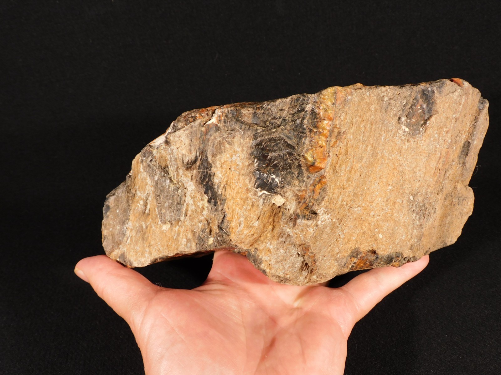BIG! Highly Agatized Petrified WOOD Fossil From Triassic Arizona 3583gr