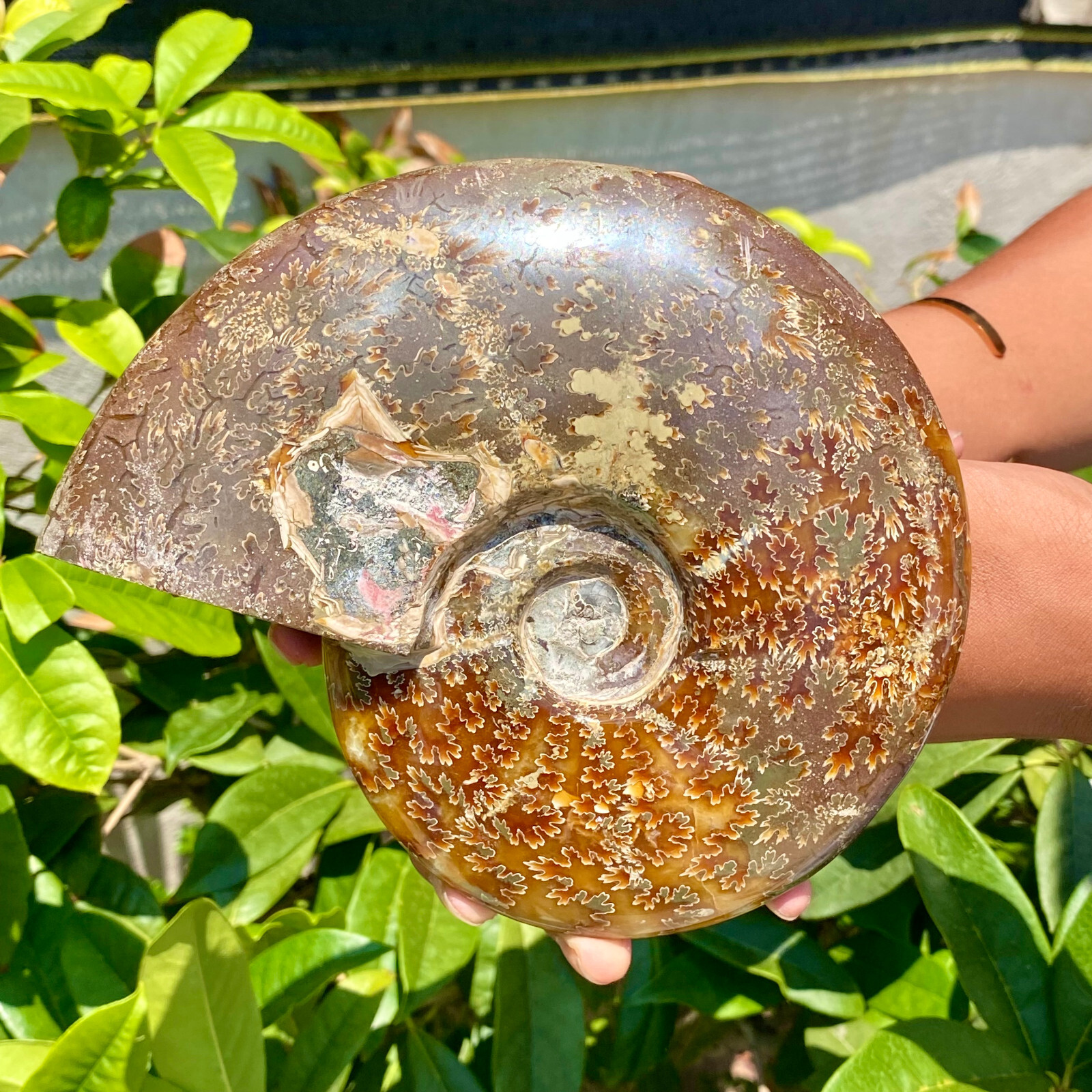 2.51LB Precious ammonite fossil shell specimen opaque yoga meditation energy