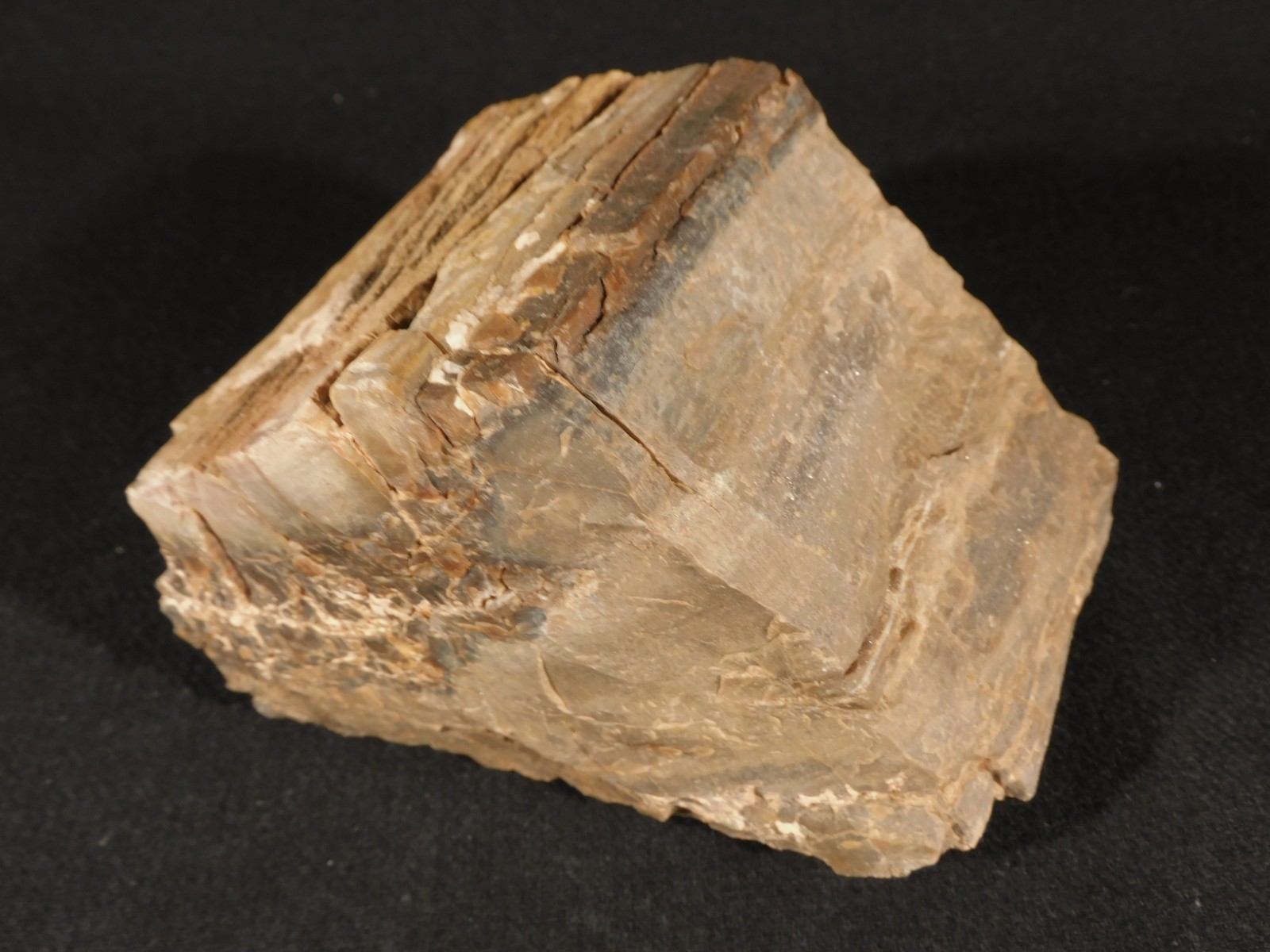 Nice BARK! Big Petrified WOOD Fossil From JURASSIC Utah 2200gr