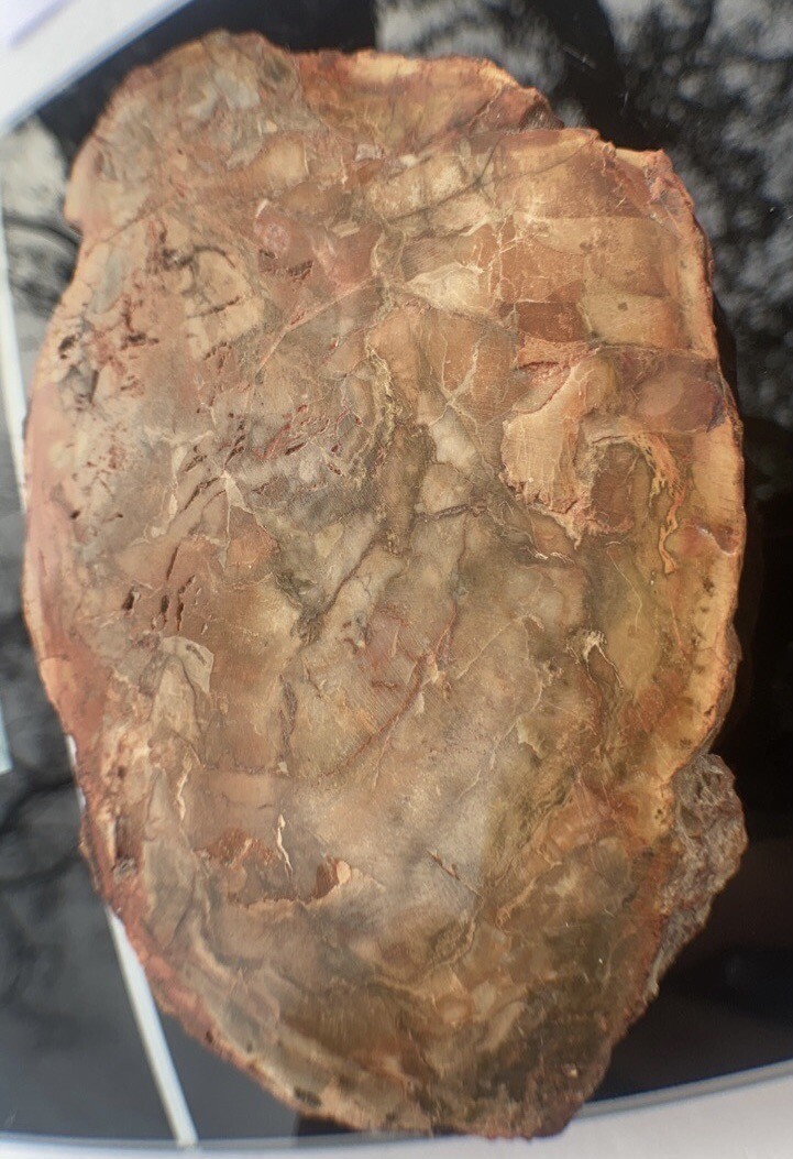 Petrified Wood Slab 308 Gram/both Sides Polished,Bark Ring On/Beautiful Specimen