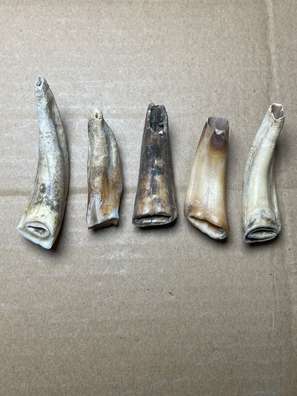 5 pieces Beautiful Ice Age tooth collection