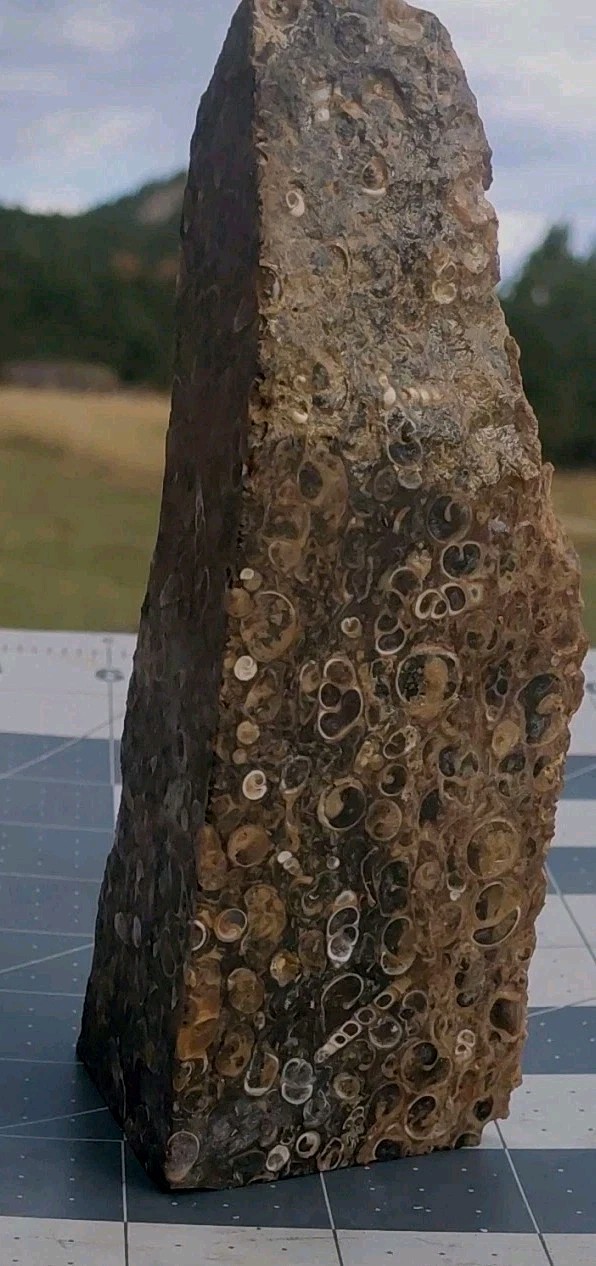 1 lb Turritella Agate Cross Section Snail Fossils Slabbed 4 Sides 5 3/4″ Wyoming