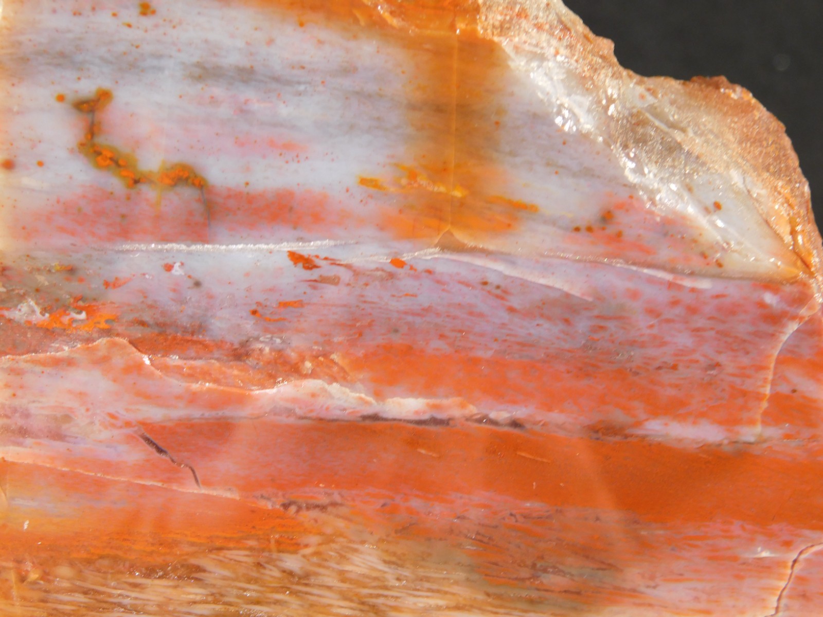Big Free Standing Polished Deep RED Petrified RAINBOW WOOD Fossil Arizona 1791gr